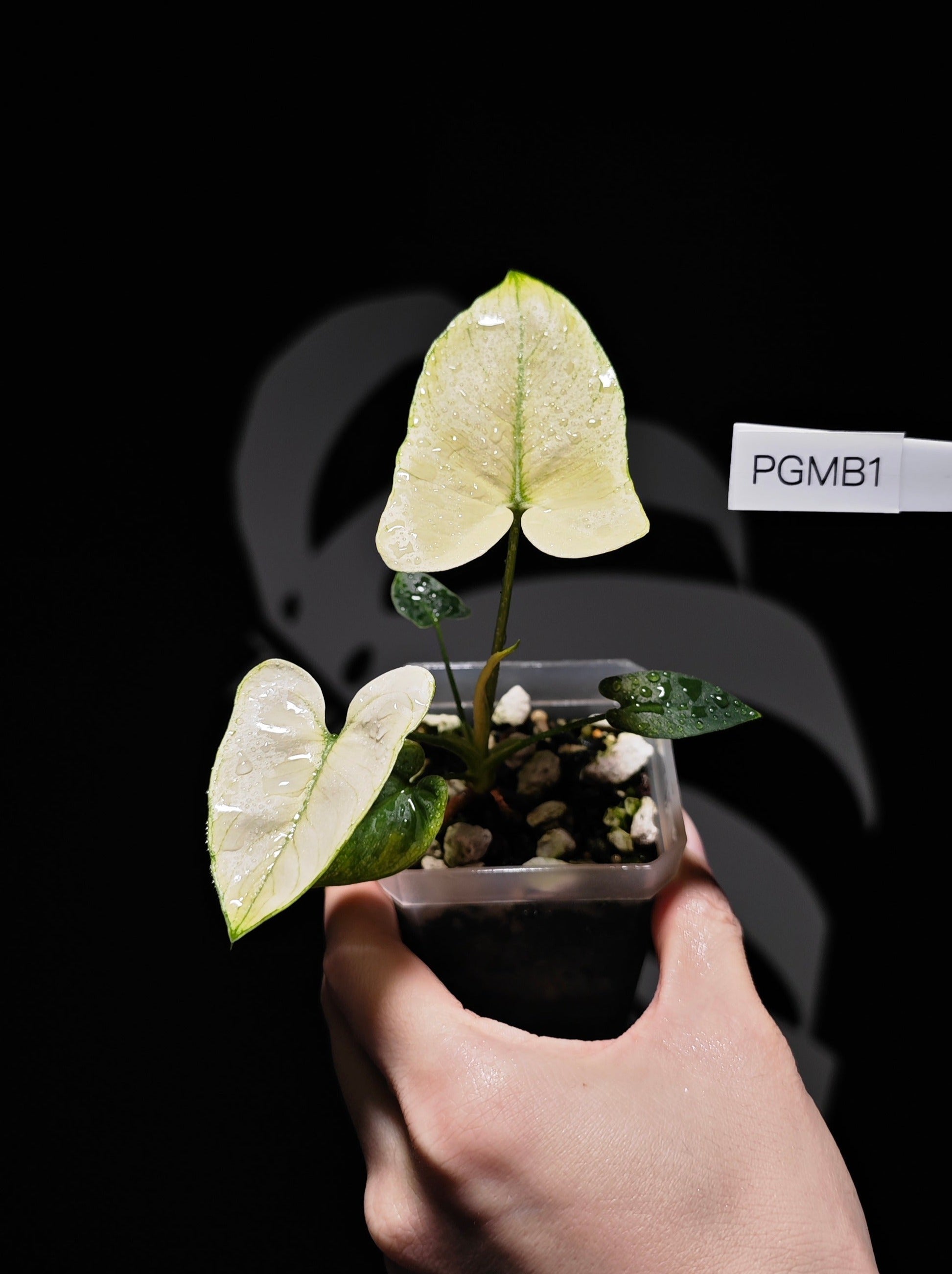 Philodendron Goeldii Mint Variegated