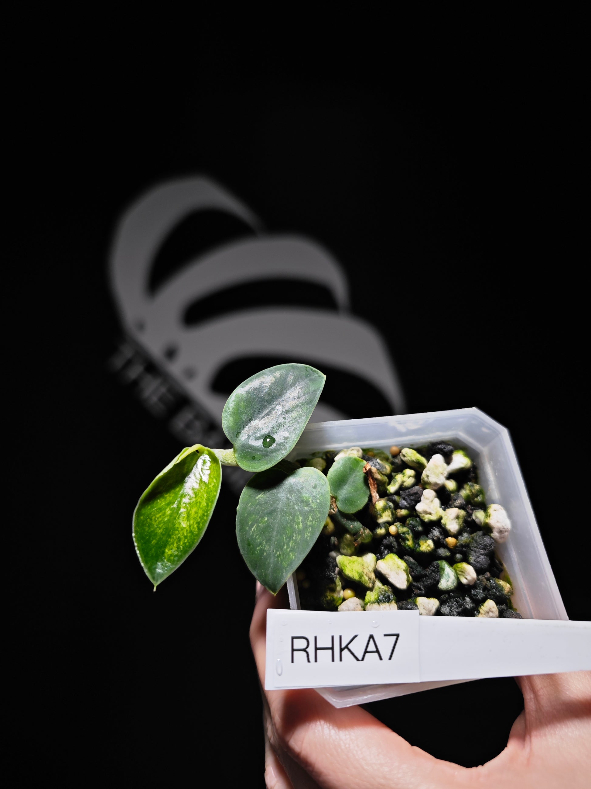 Rhaphidophora Hongkongenesis Full Mint Variegated - thebasements.us