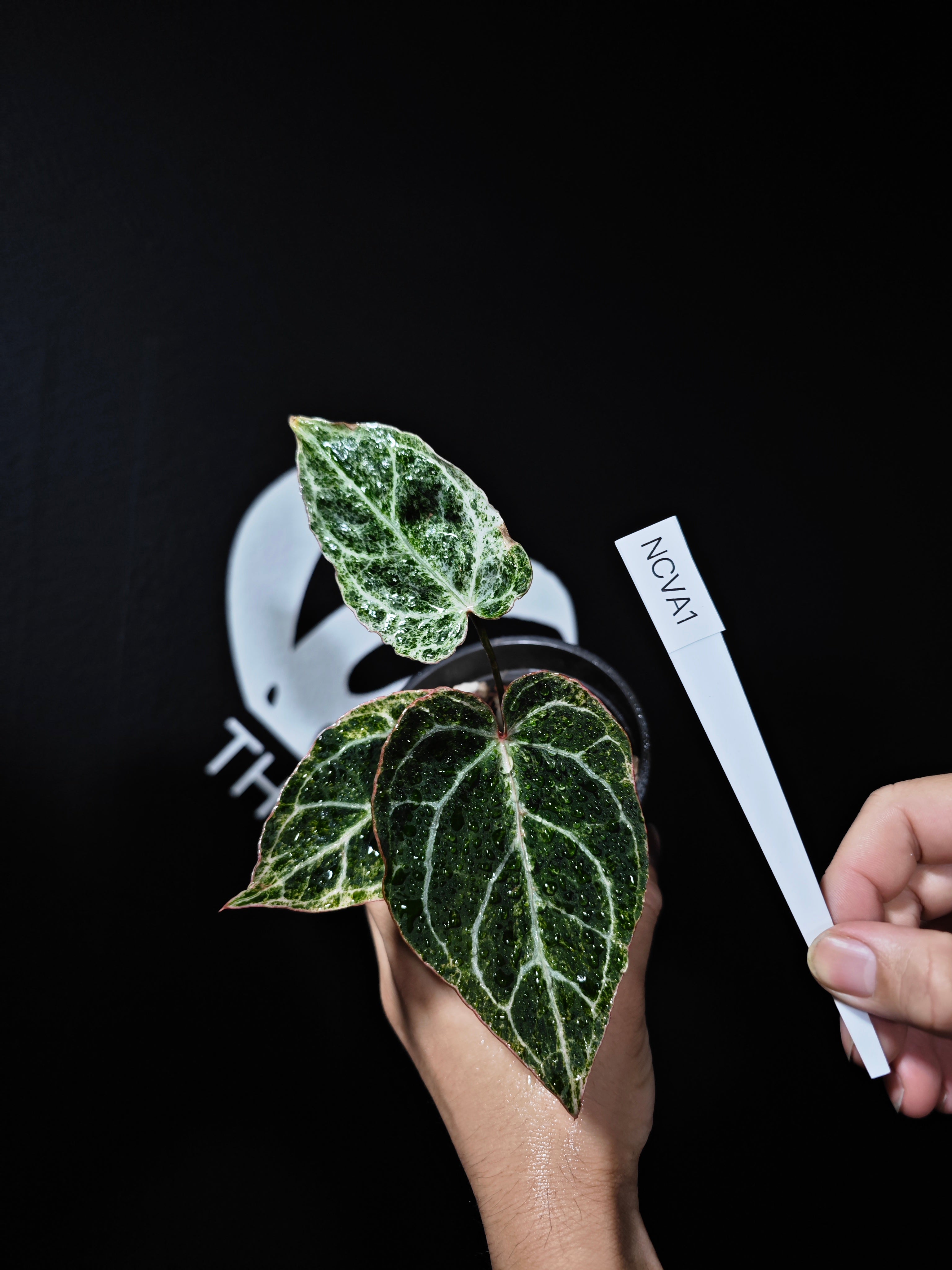 anthurium basilisk Anthurium Crystallinum Spider Variegated