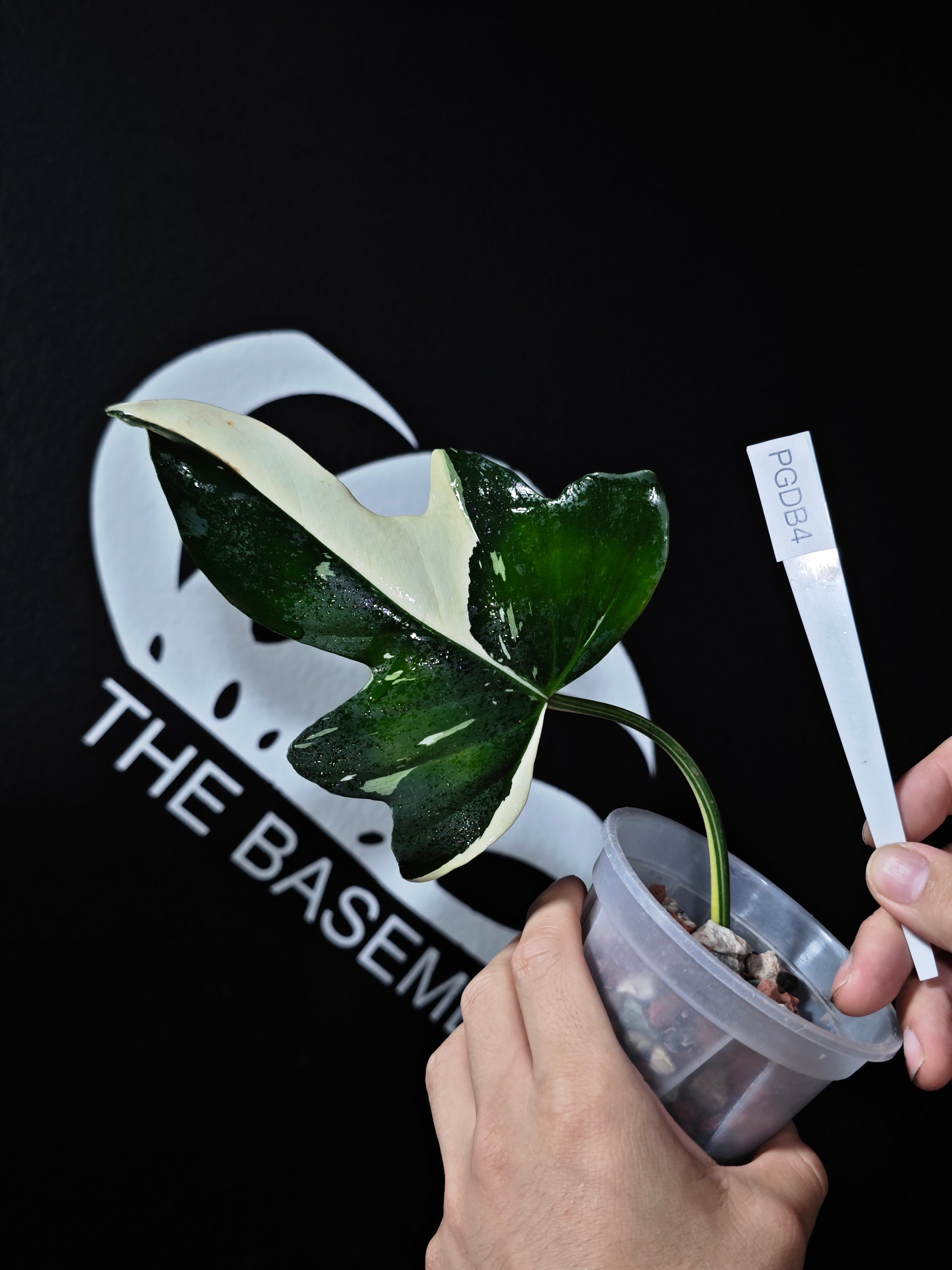 Philodendron Golden Dragon - thebasements.us