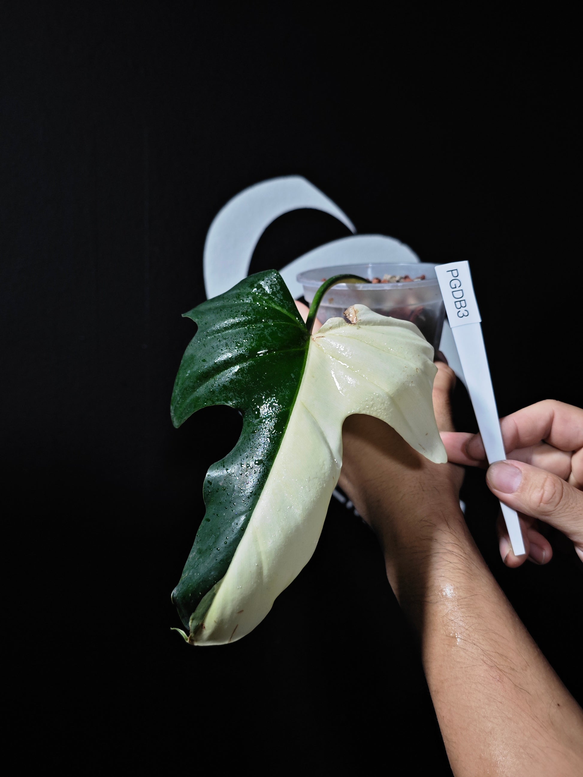 Philodendron Golden Dragon - thebasements.us