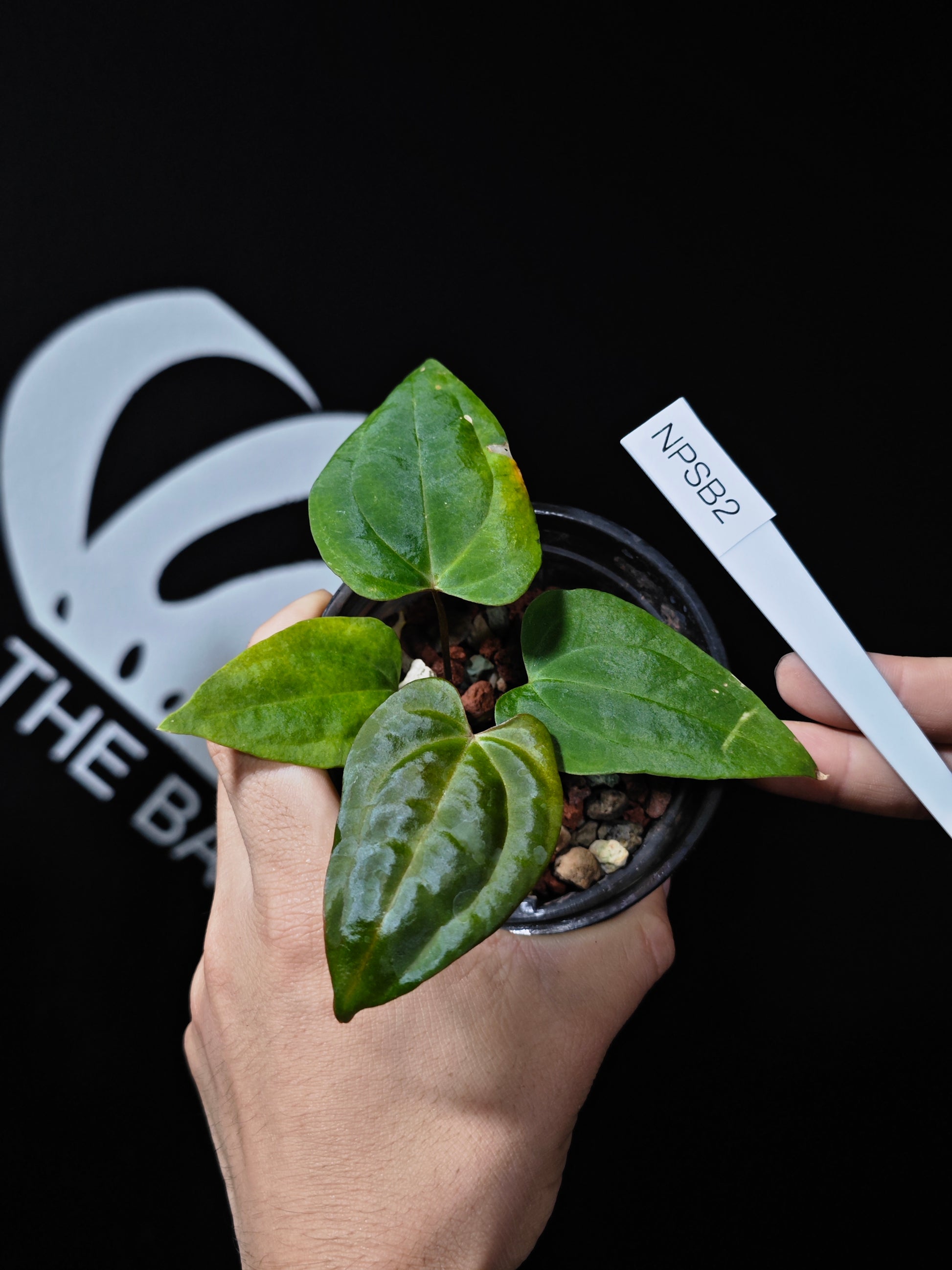 Anthurium Dark Phoenix Self Seedings - thebasements.us