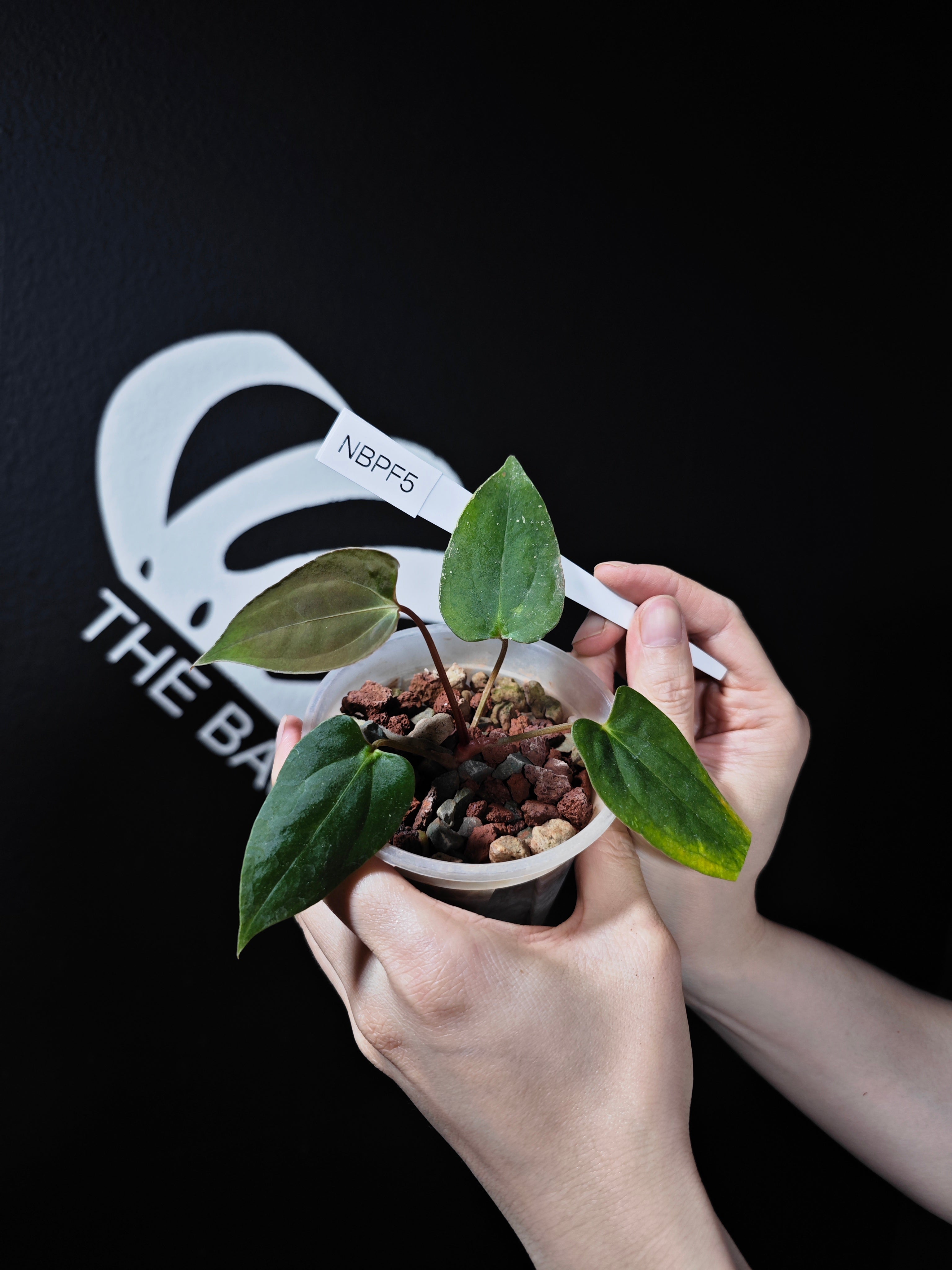 anthurium blue cross blue shield Anthurium Blue Papilliaminum OG x Papilliaminum FS Seedings