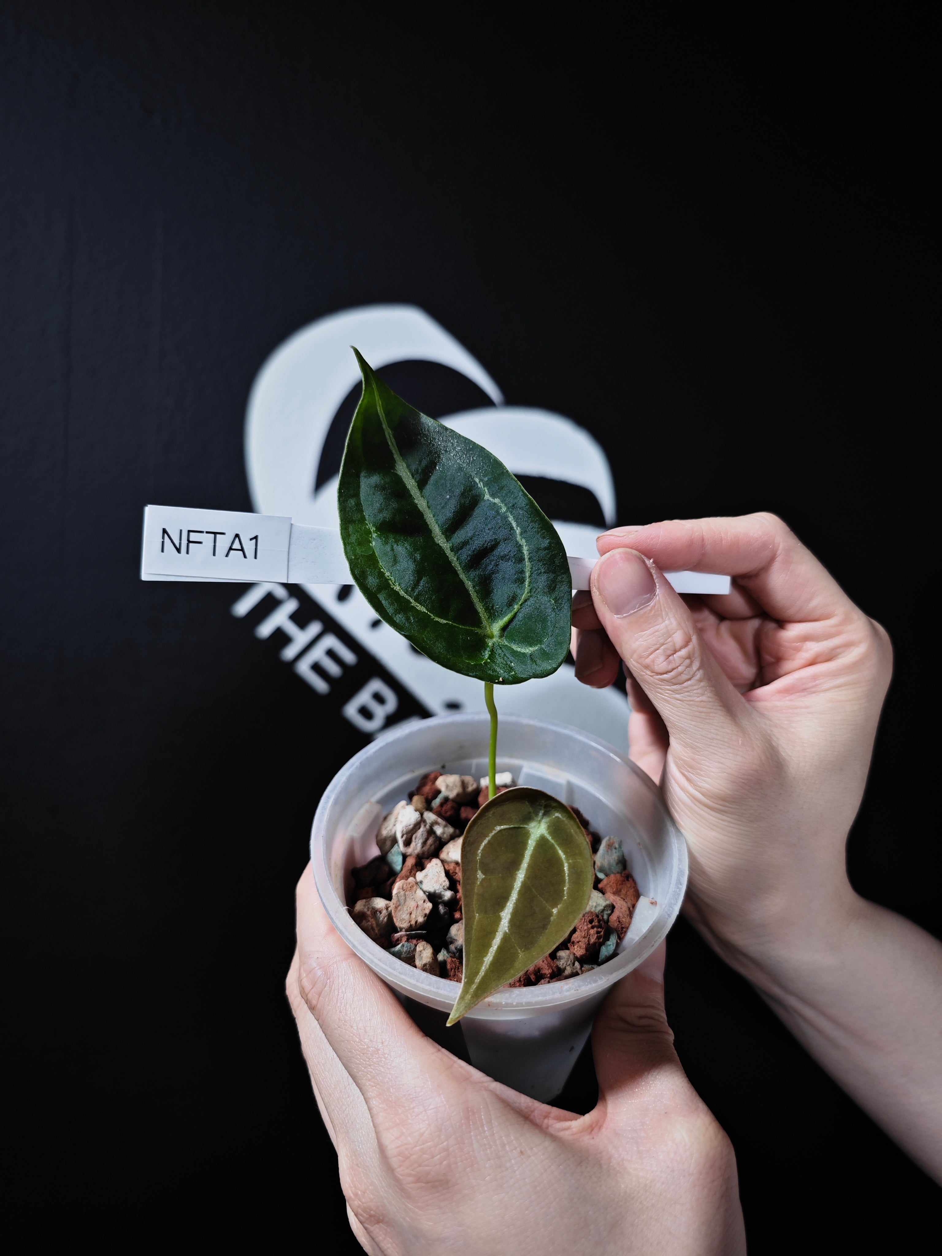 anthurium plant touch leaf and mouth Anthurium Forgetti