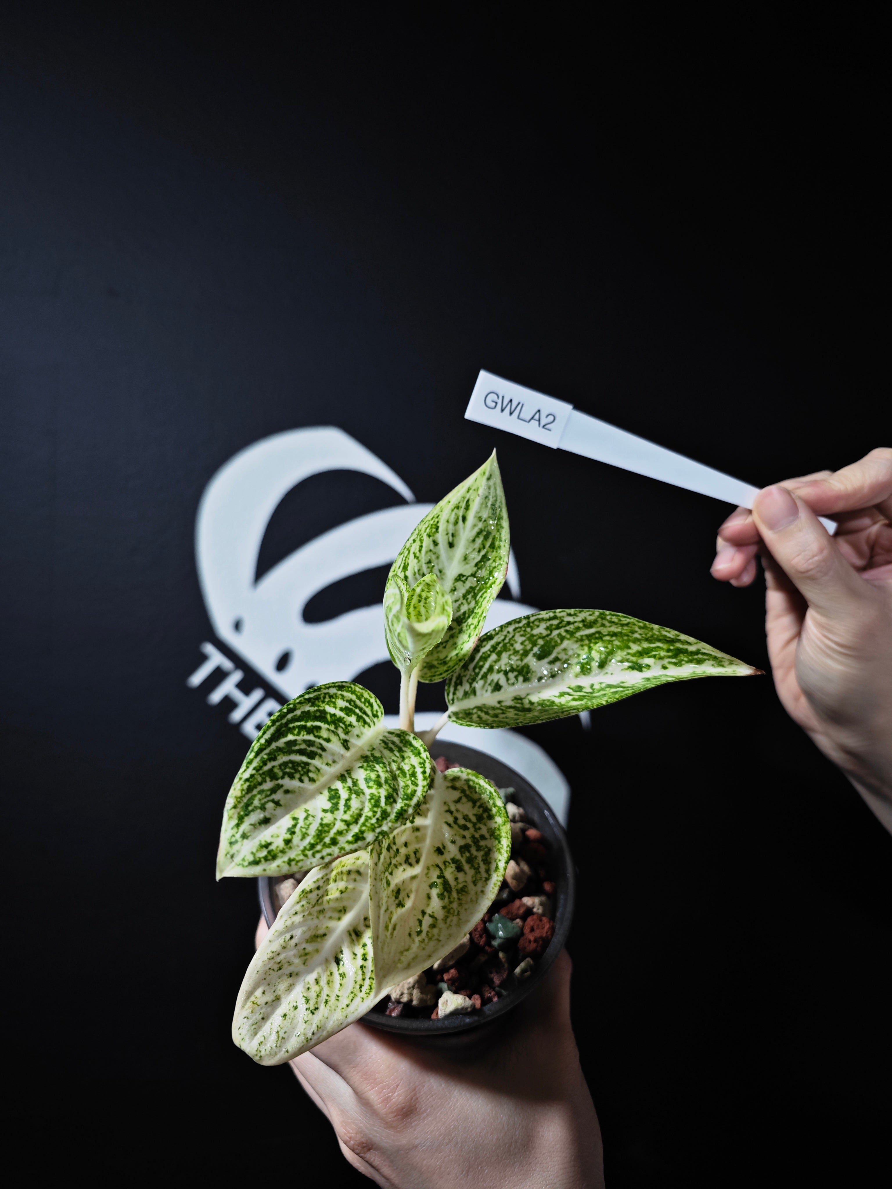 aglaonema legacy putih Aglaonema White Legacy