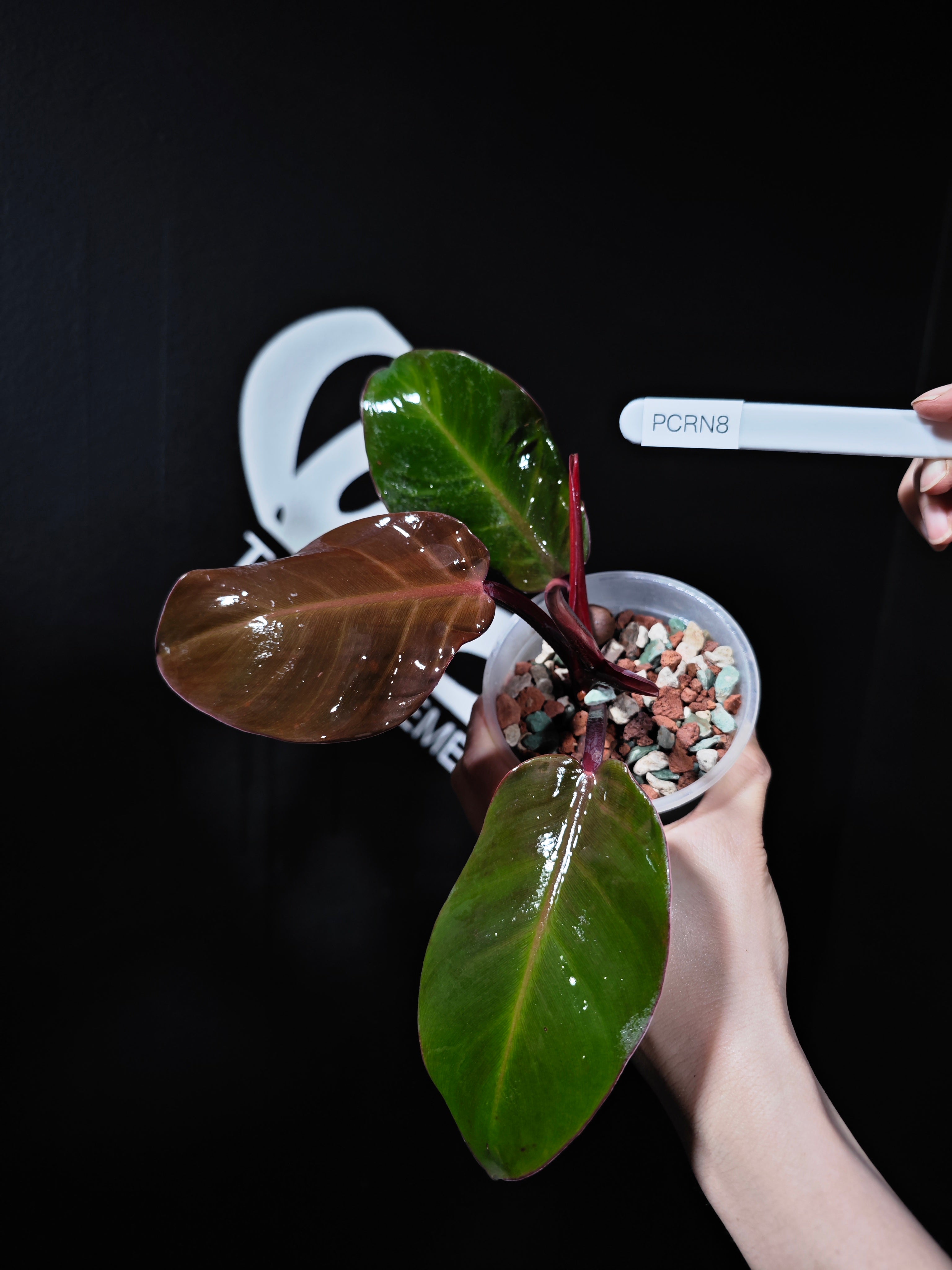 cherry red philodendron price Philodendron Cherry Red