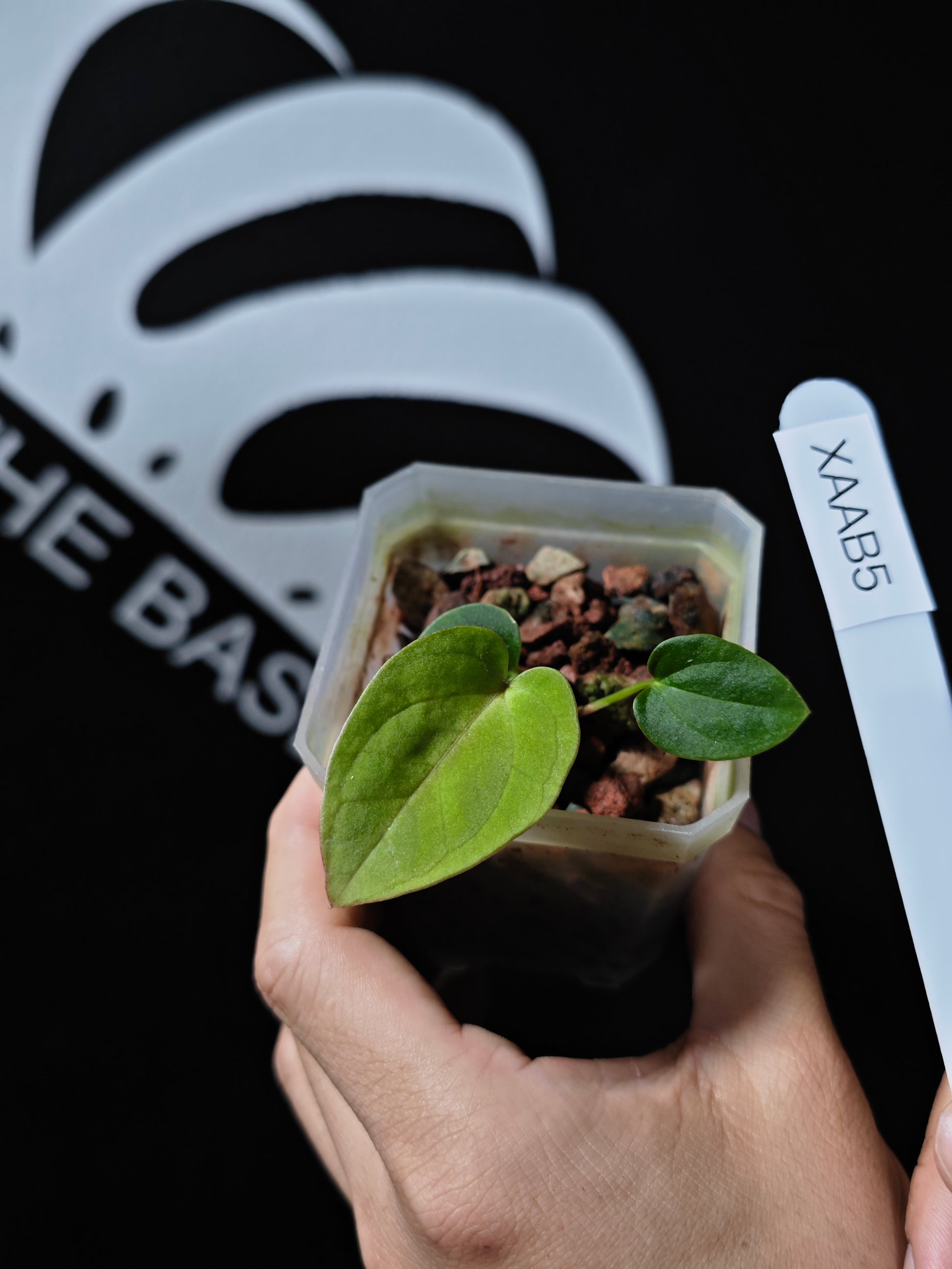 Anthurium Papilliaminum RL FS X Seedings - thebasements.us