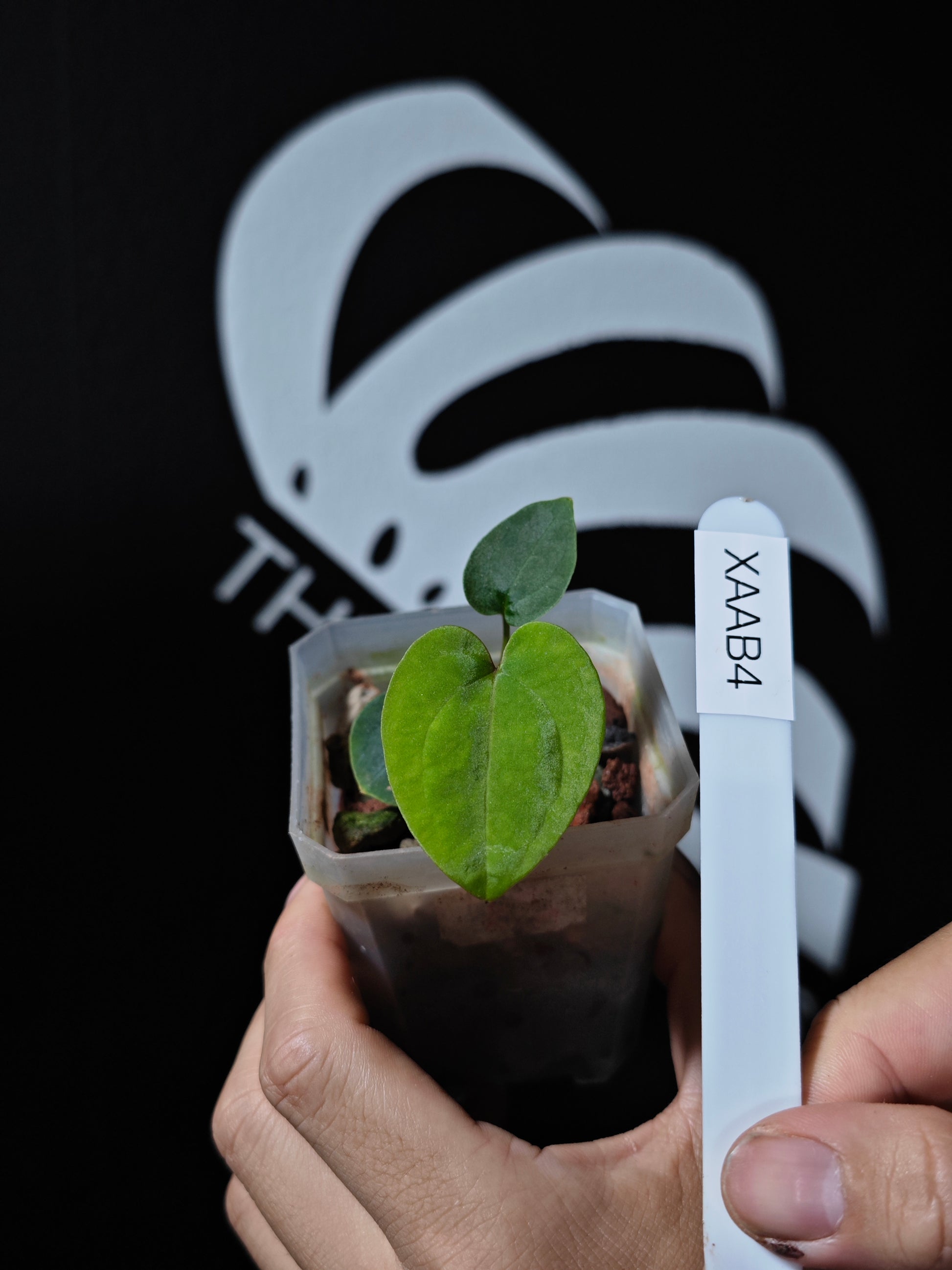 Anthurium Papilliaminum RL FS X Seedings - thebasements.us