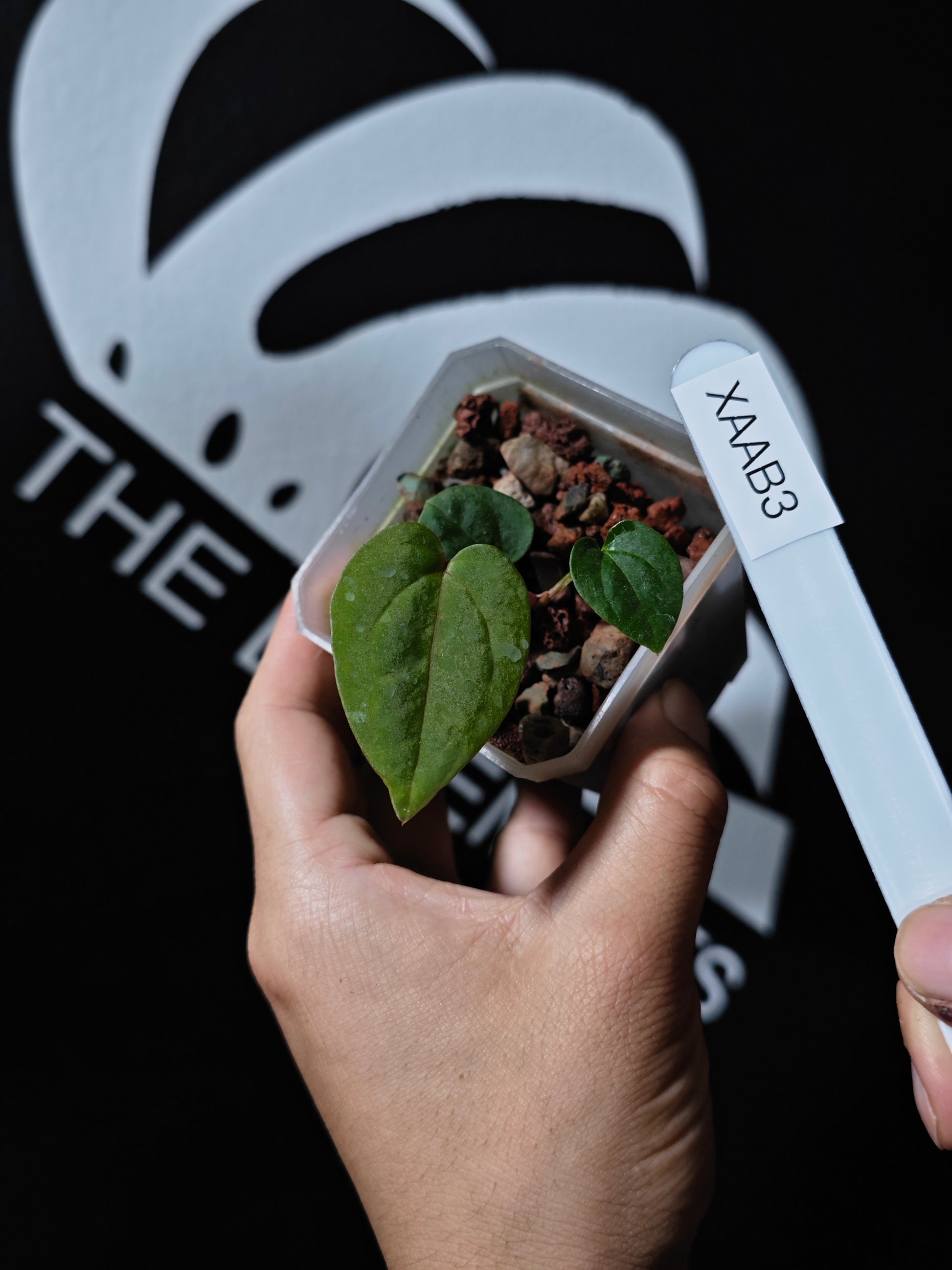 Anthurium Papilliaminum RL FS X Seedings - thebasements.us