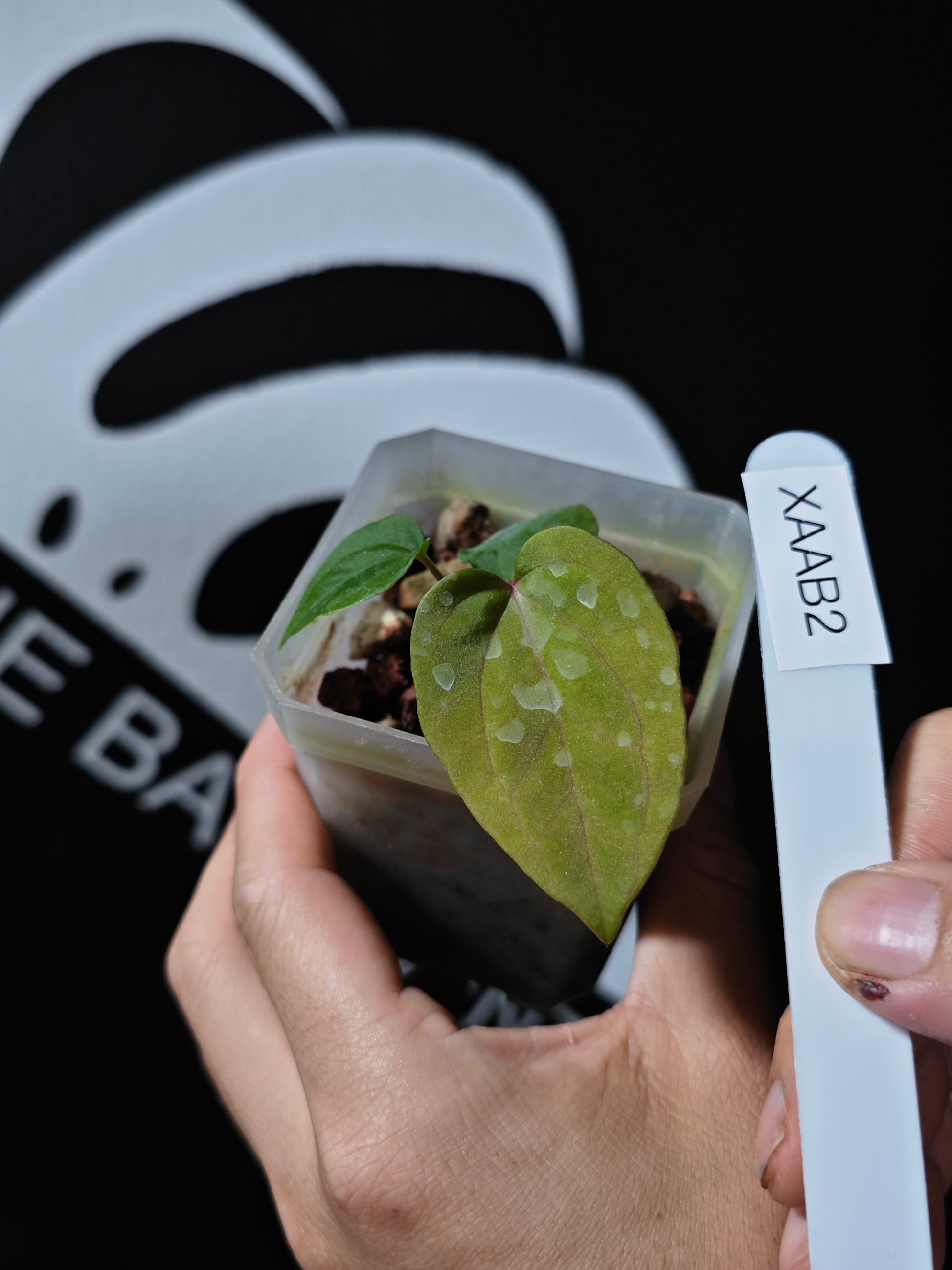 Anthurium Papilliaminum RL FS X Seedings - thebasements.us