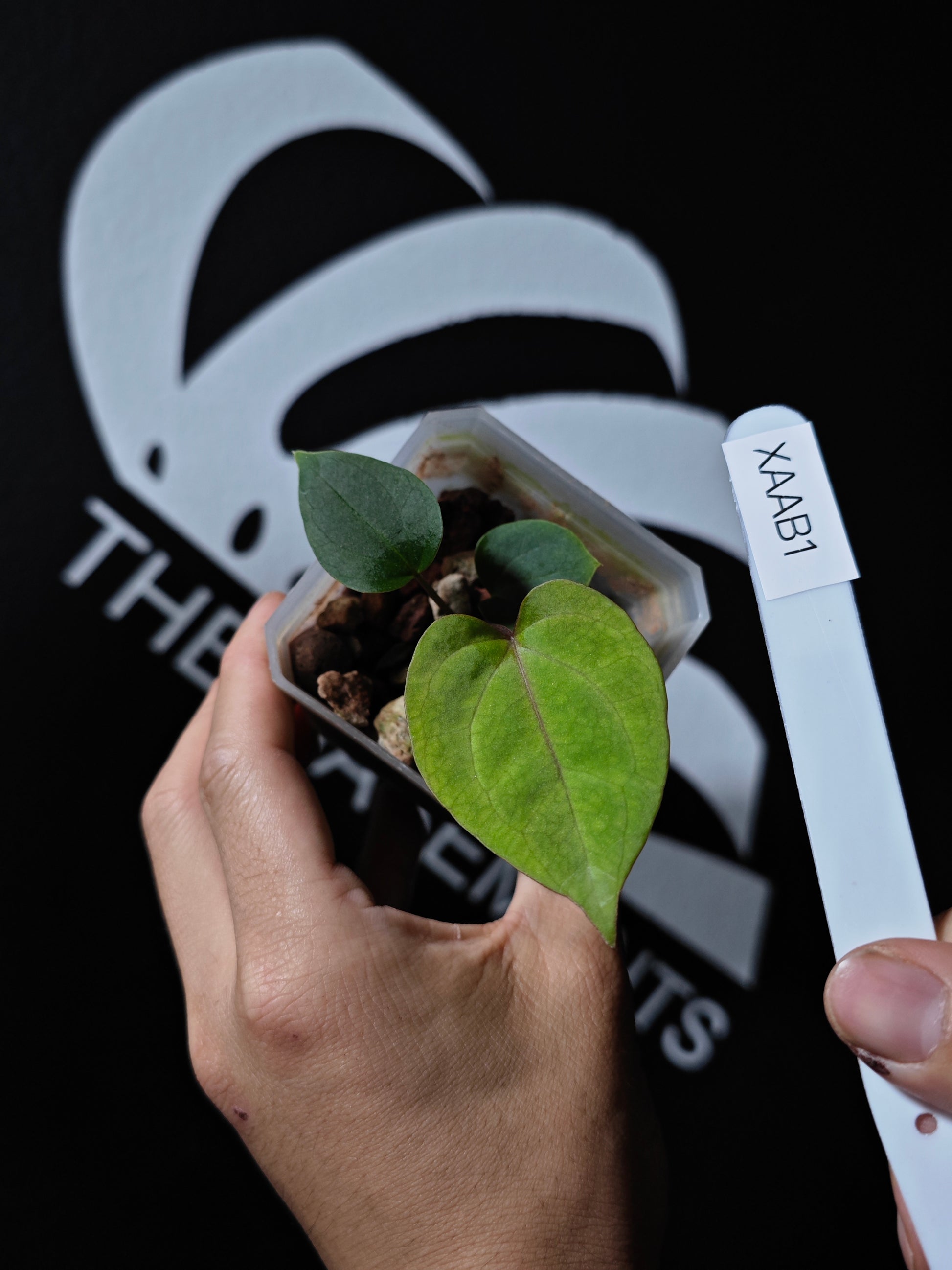 Anthurium Papilliaminum RL FS X Seedings - thebasements.us
