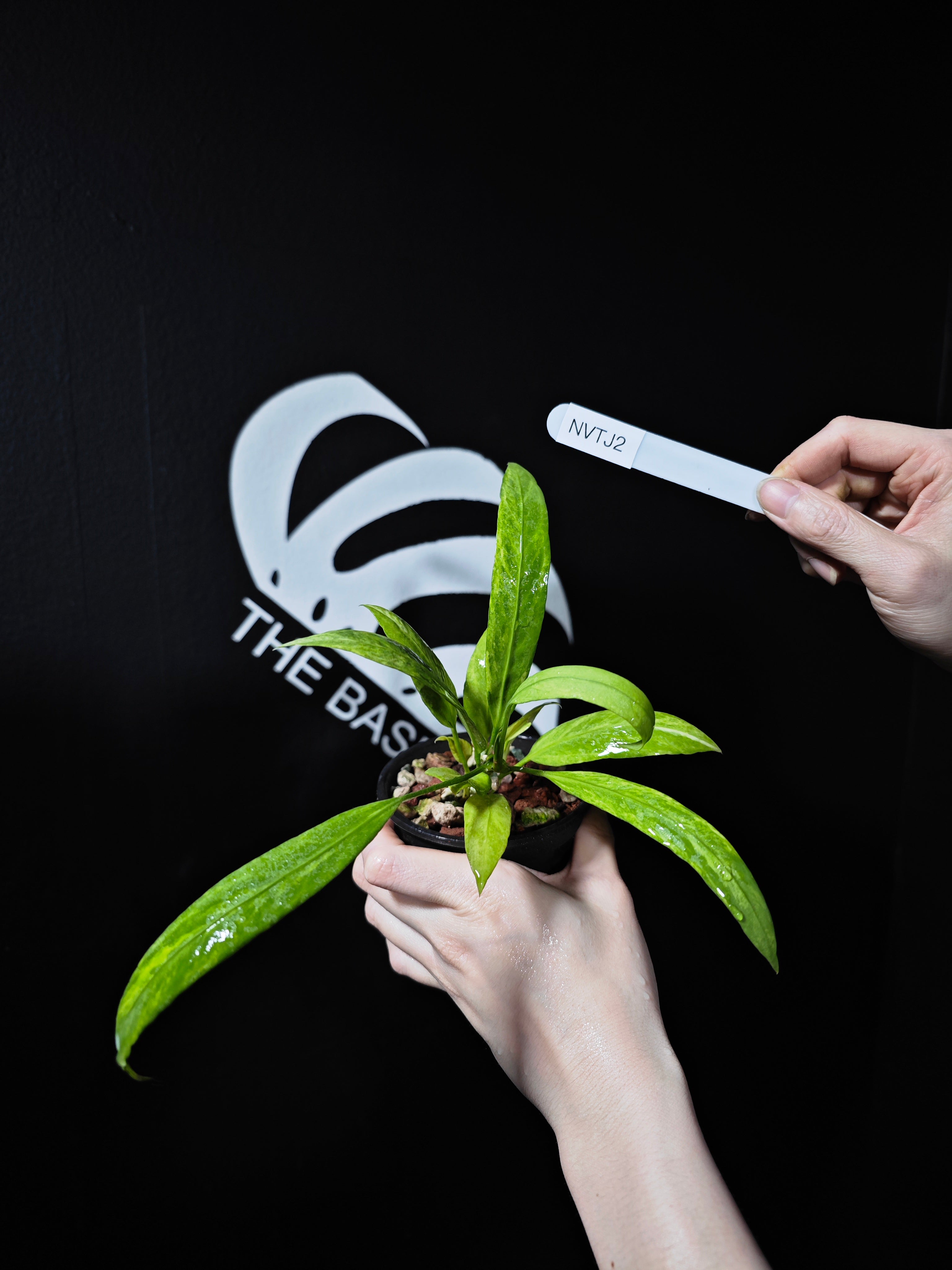 anthurium vito Anthurium Vittarifolium Variegated