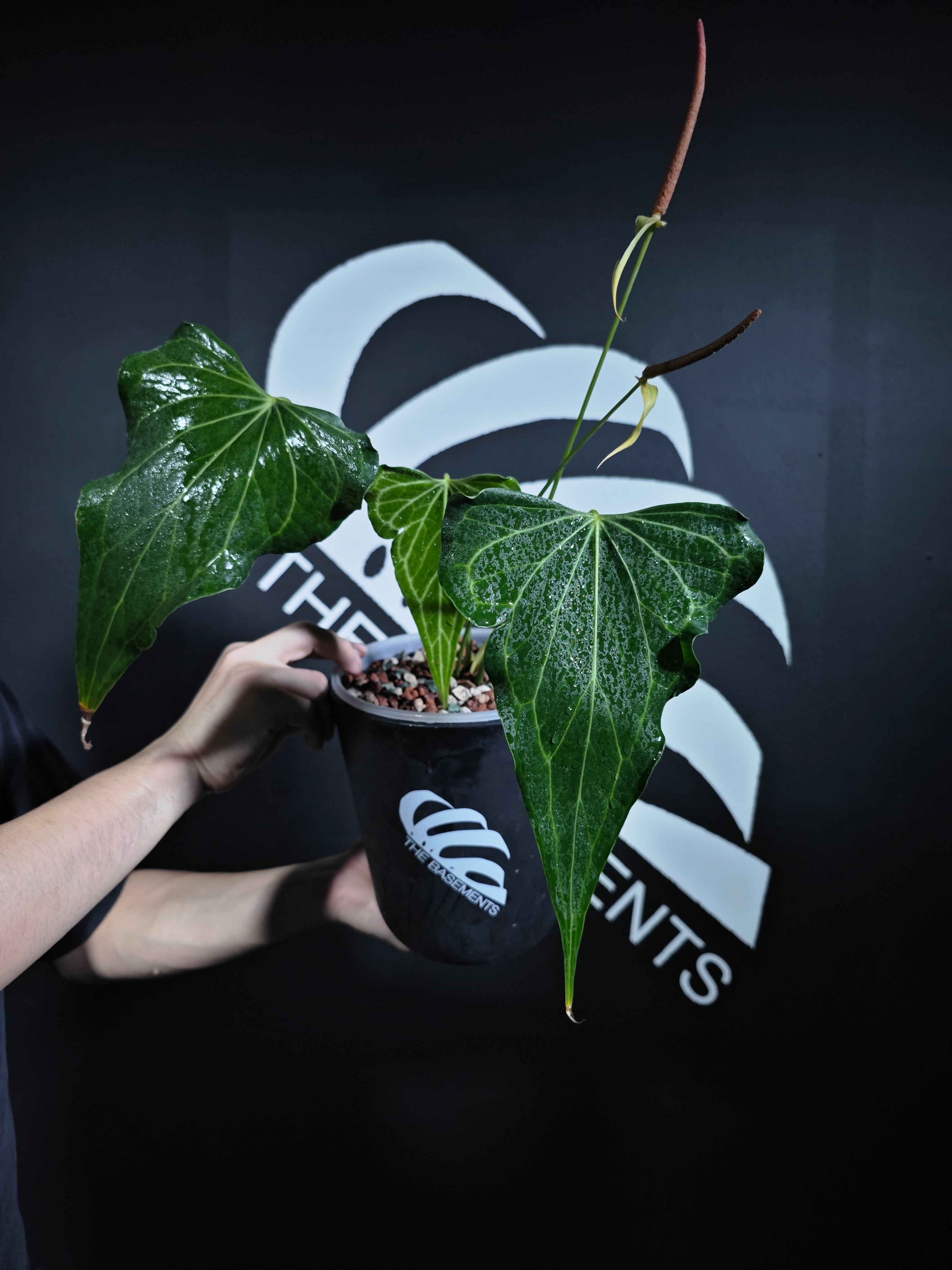 philodendron delta force Anthurium Delta Force