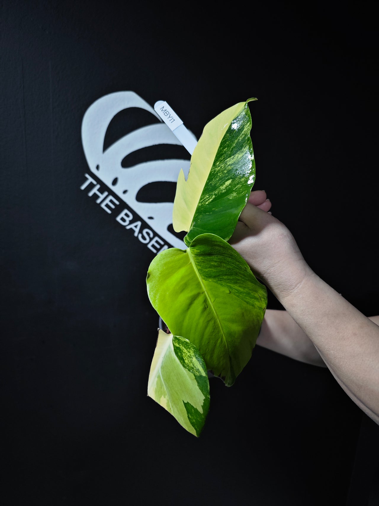 Monstera Borsigiana Aurea