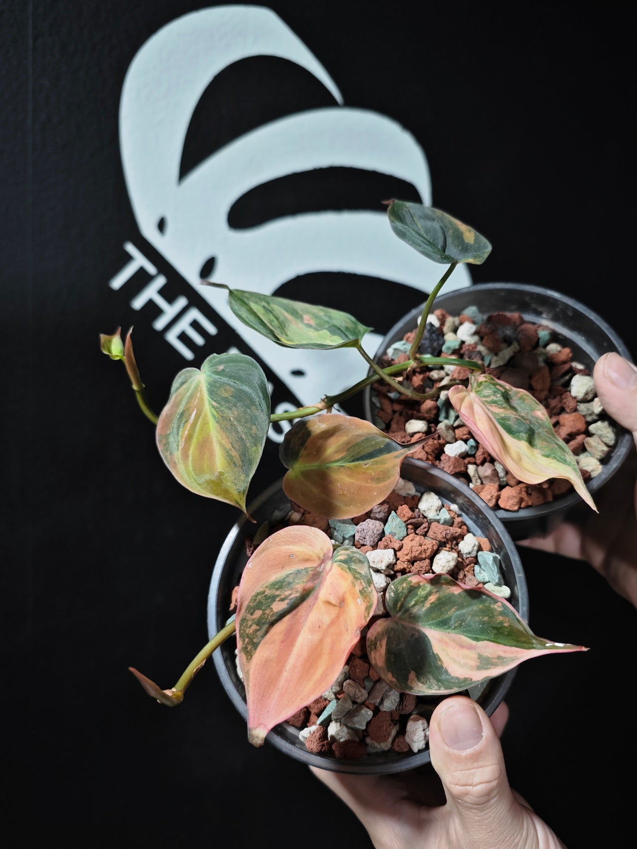 Philodendron Mican Aurea Variegated