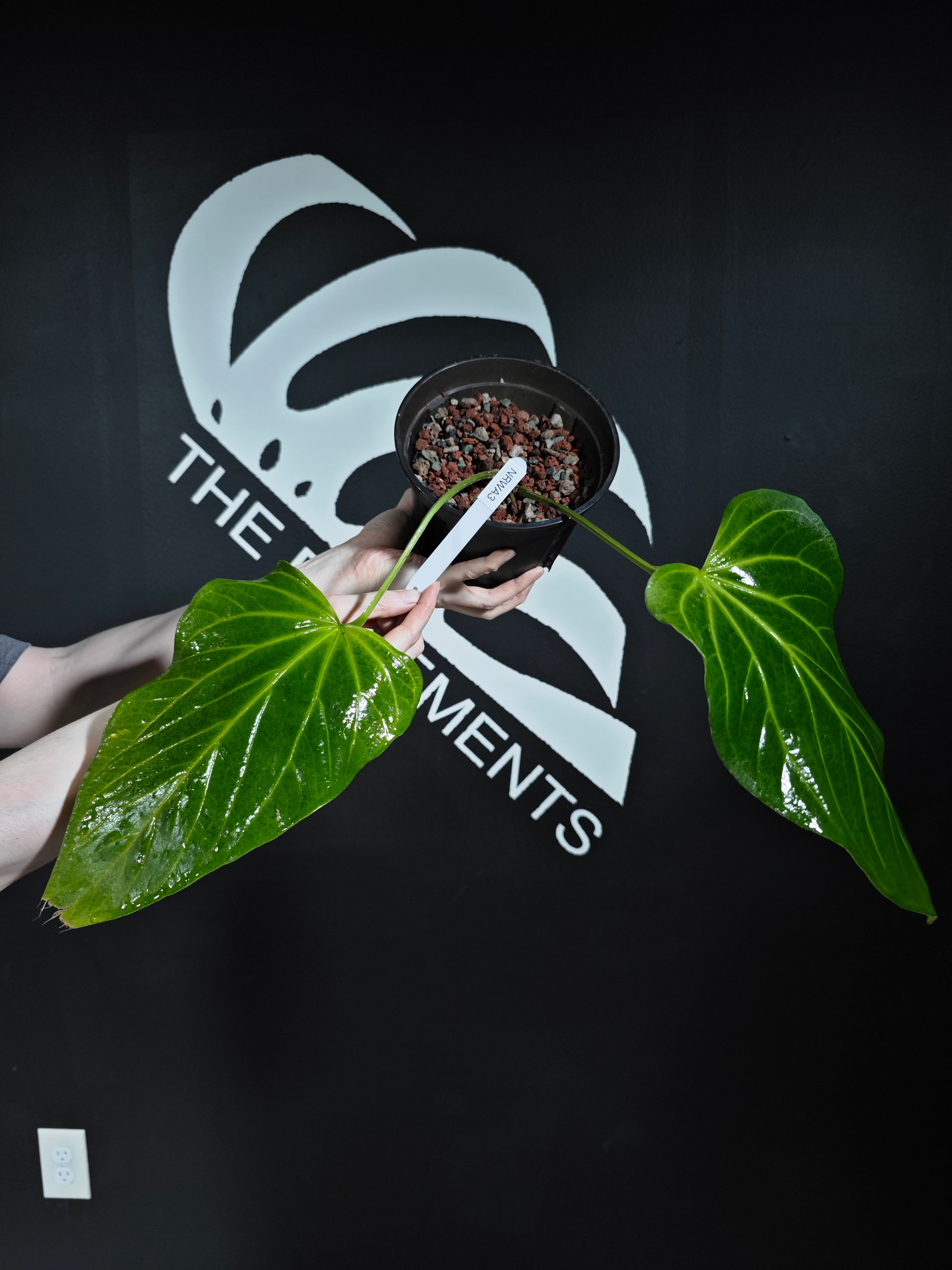 anthurium roxette Anthurium Rioclaroense Wild Hybrid