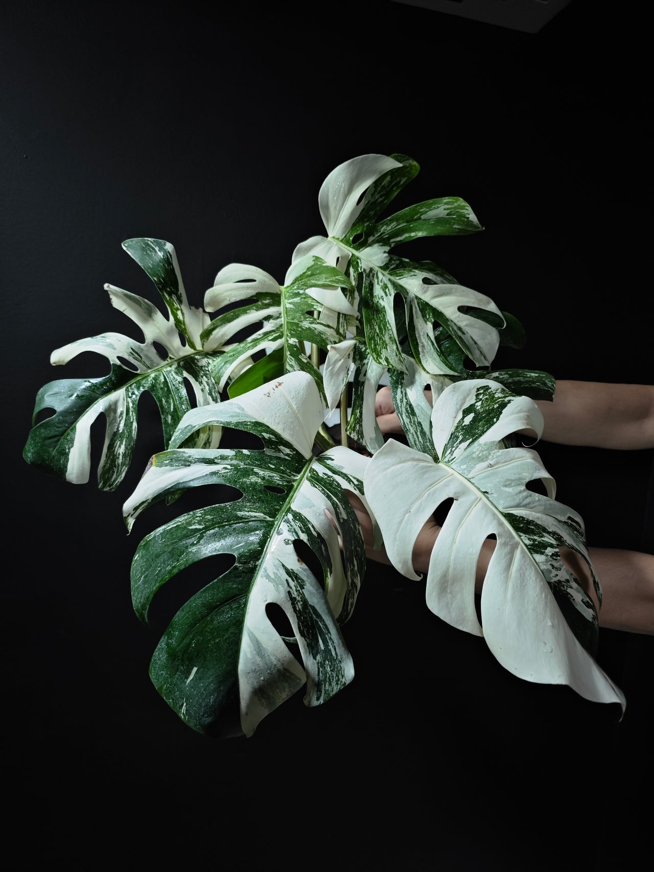 Monstera Borsigiana Albo