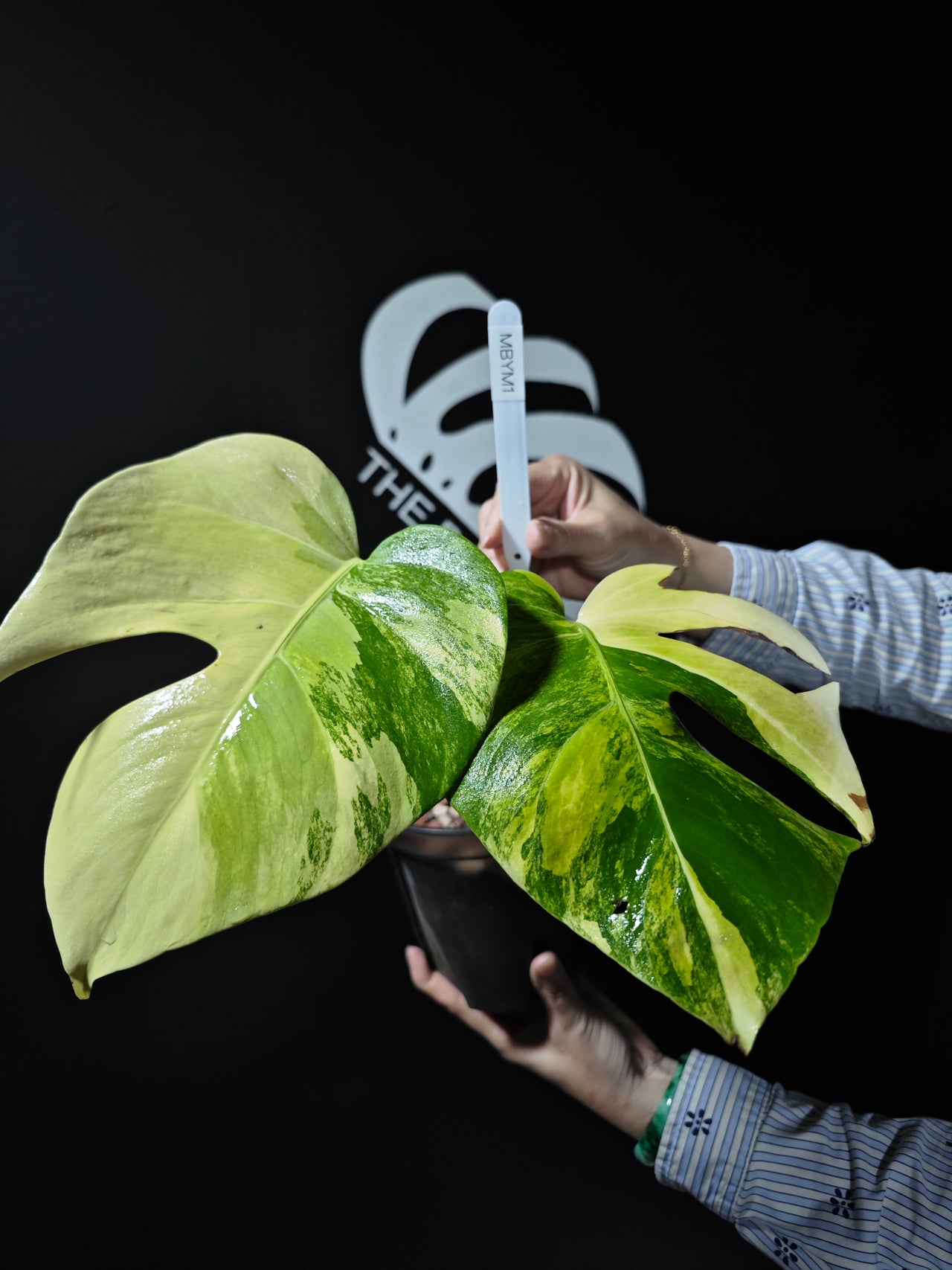 Monstera Borsigiana Aurea