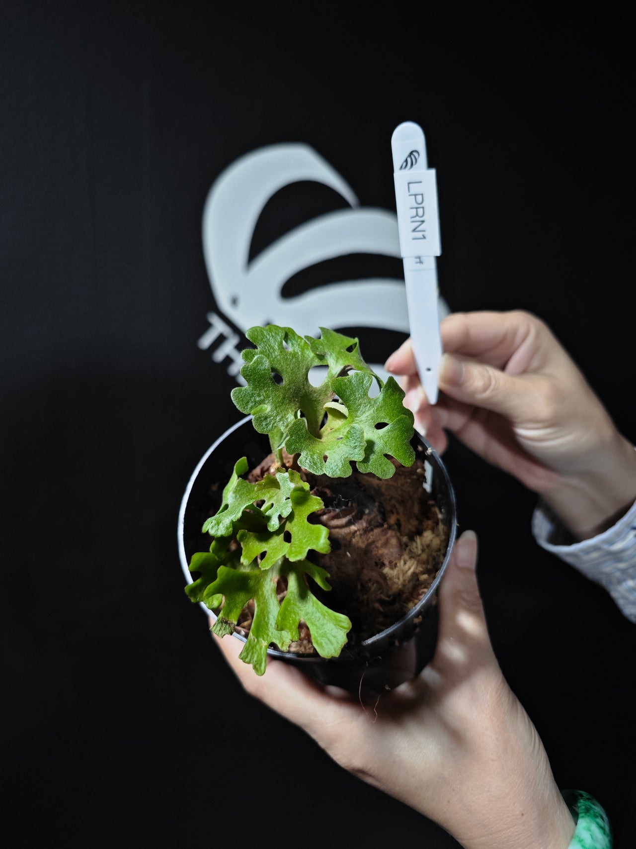 Platycerium Ridleyi Dwarf