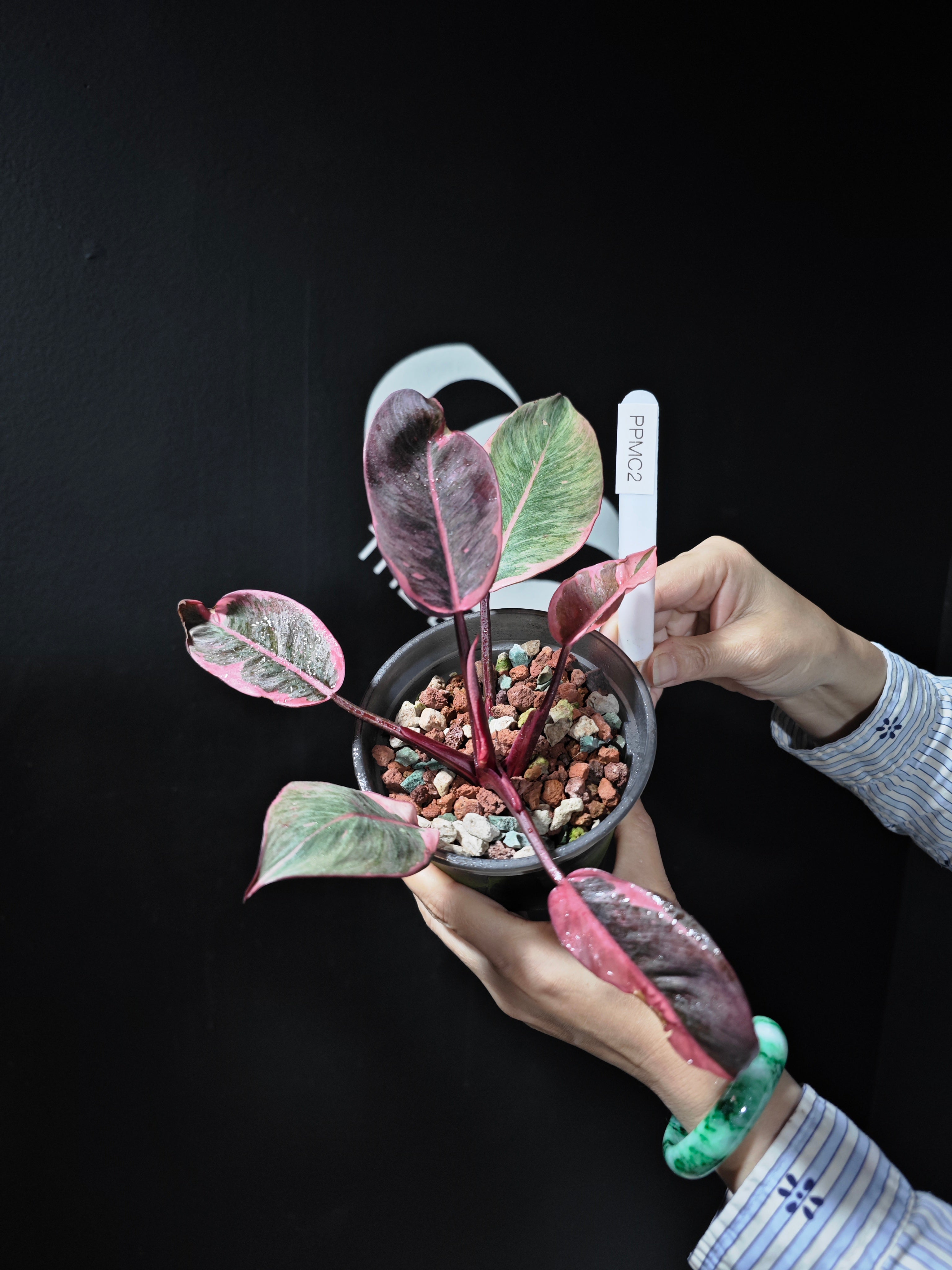 buy pink princess philodendron singapore Philodendron Pink Princess Mutation