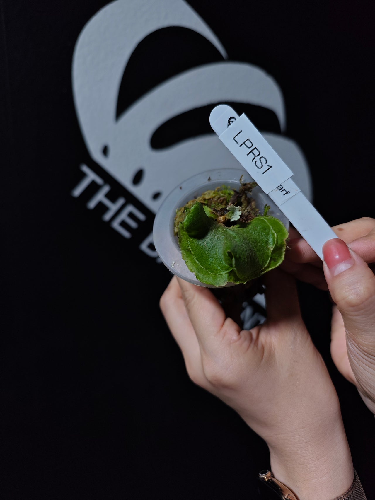 Platycerium Ridleyi Dwarf