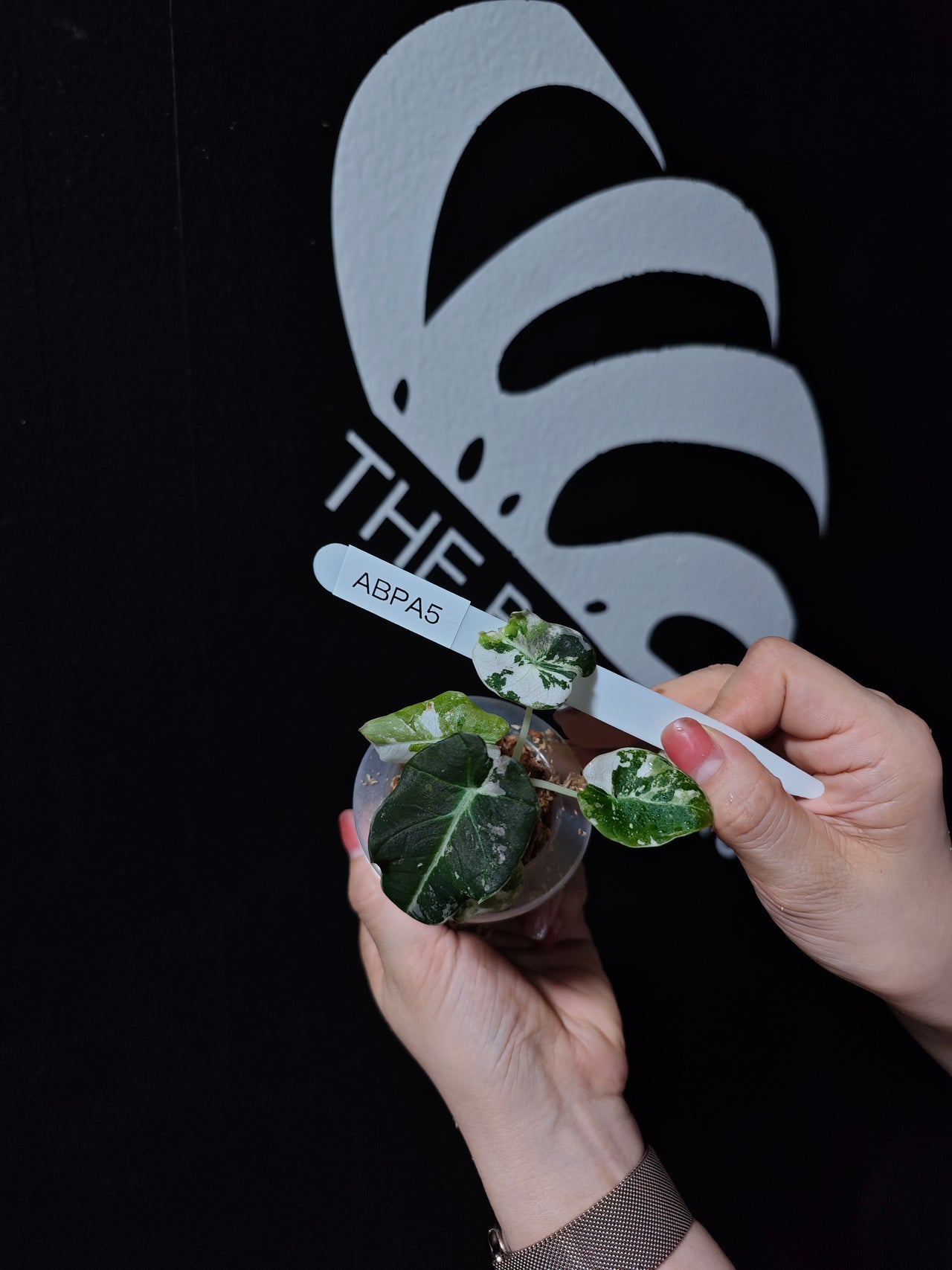 Alocasia Black Velvet Ablo Pink Variegation - thebasements.us