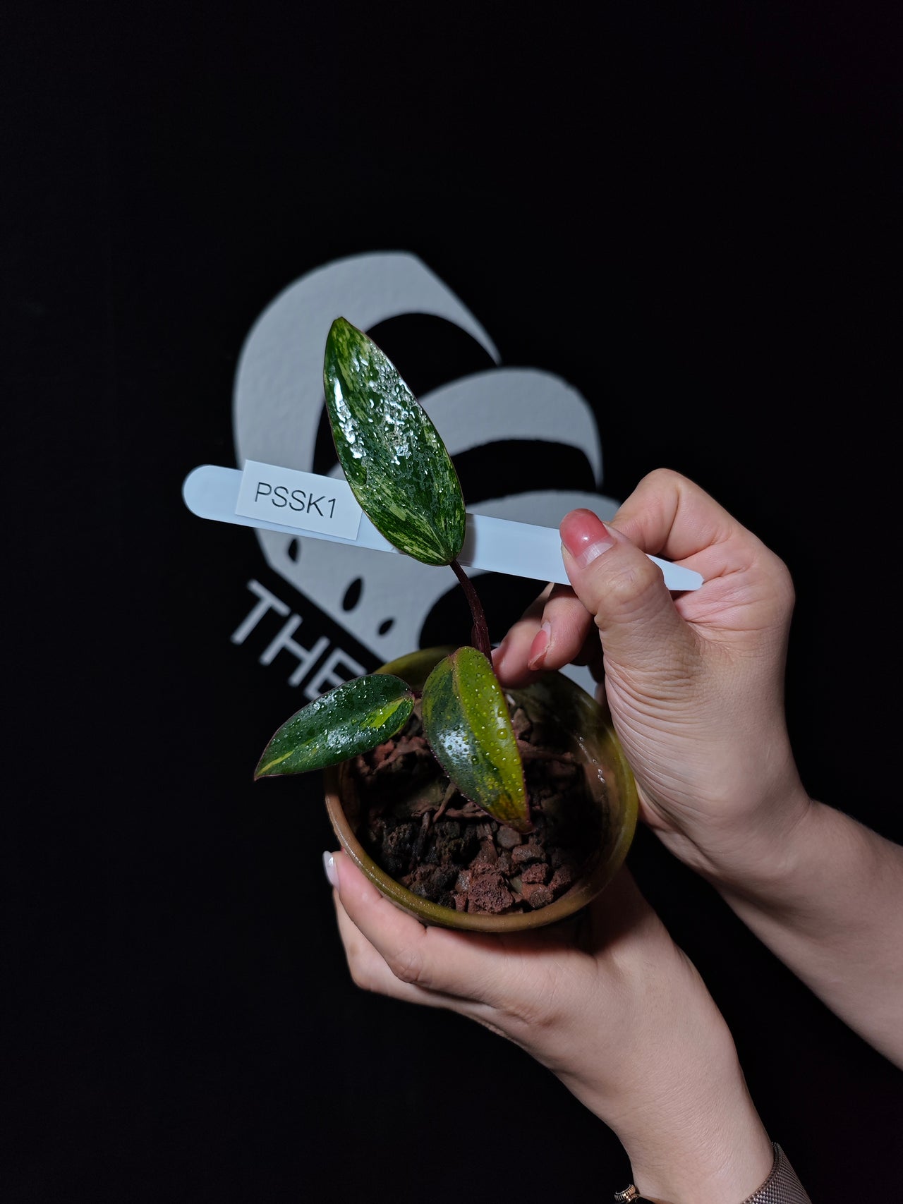 Philodendron Strawberry Shake - thebasements.us