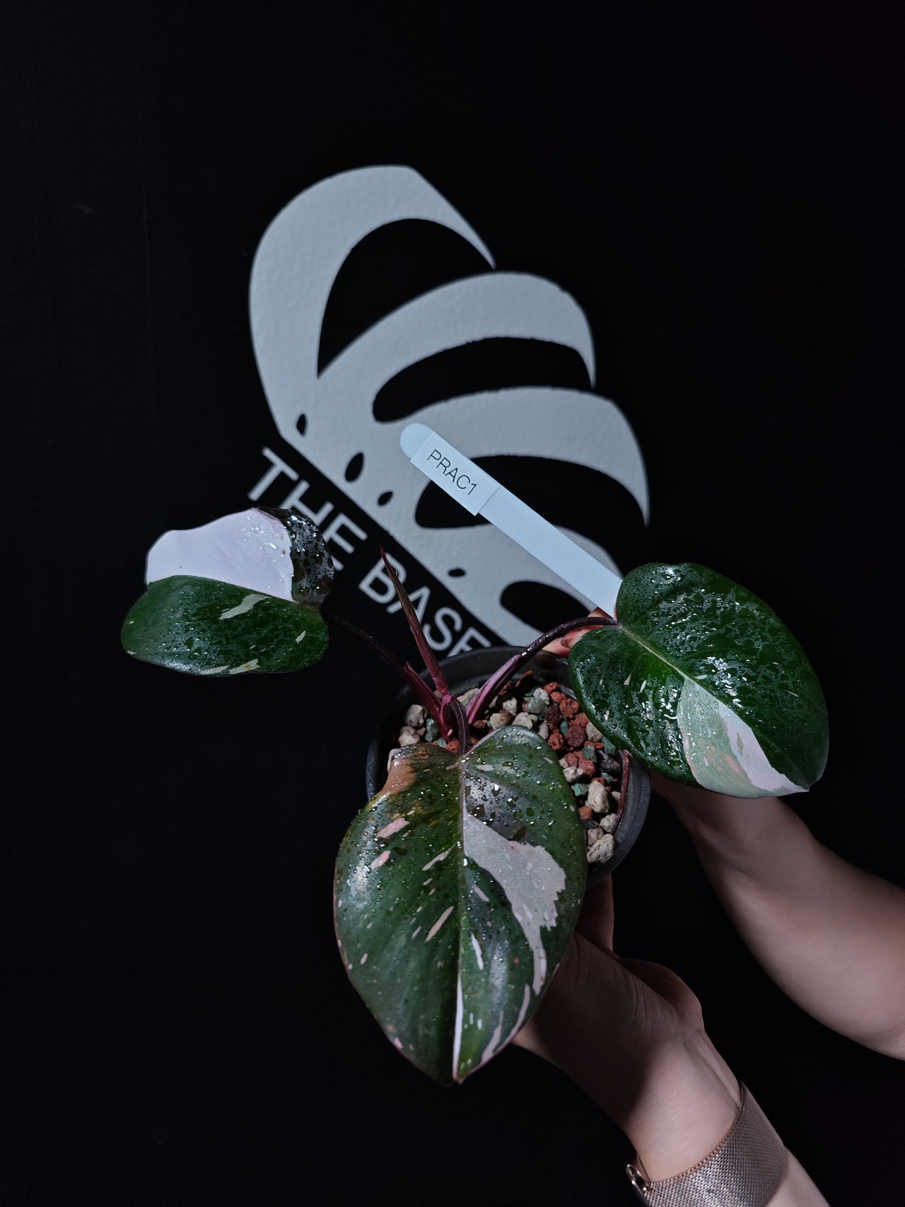 Philodendron Red Anderson