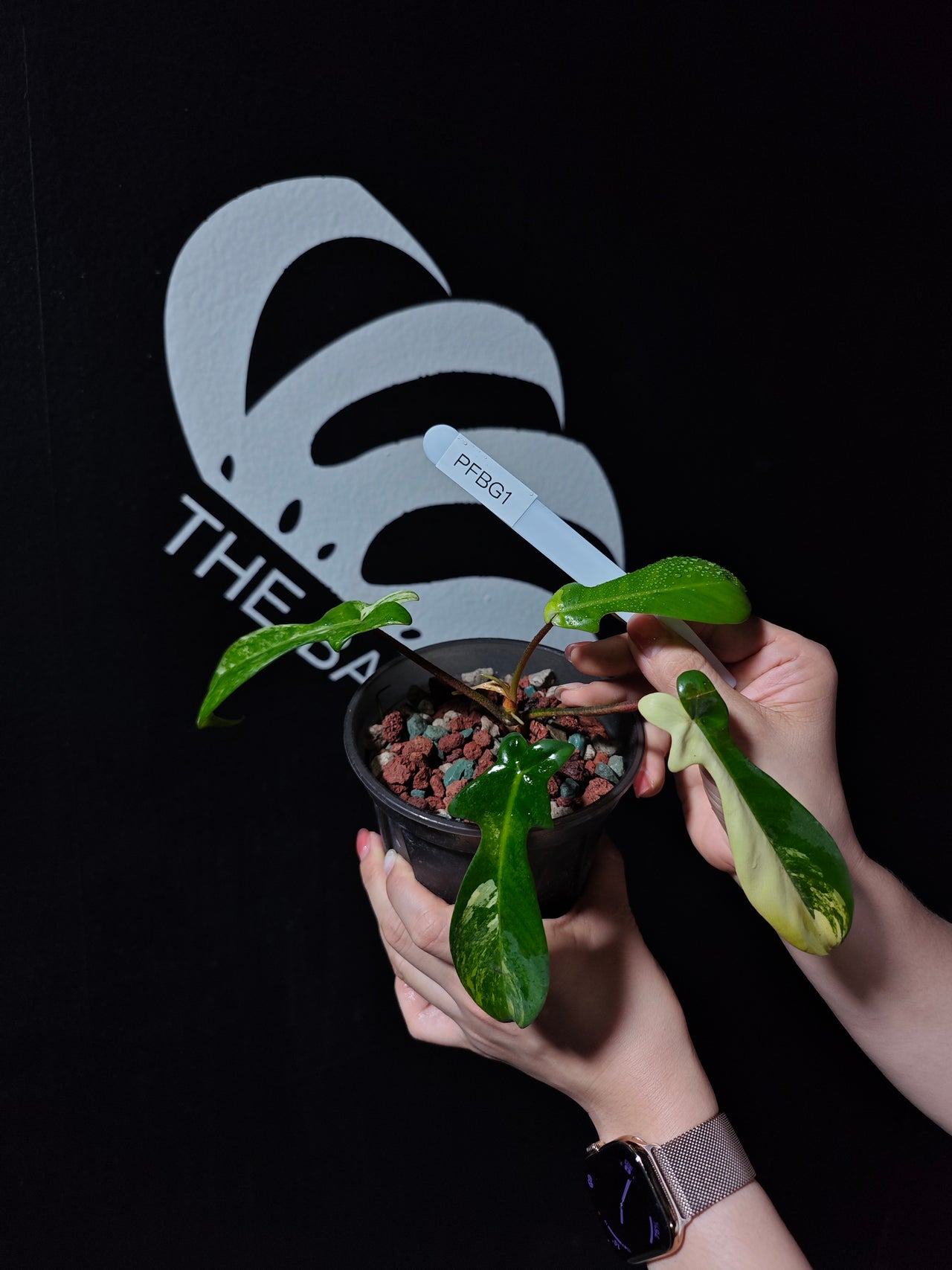 Philodendron Florida Beauty Variegated