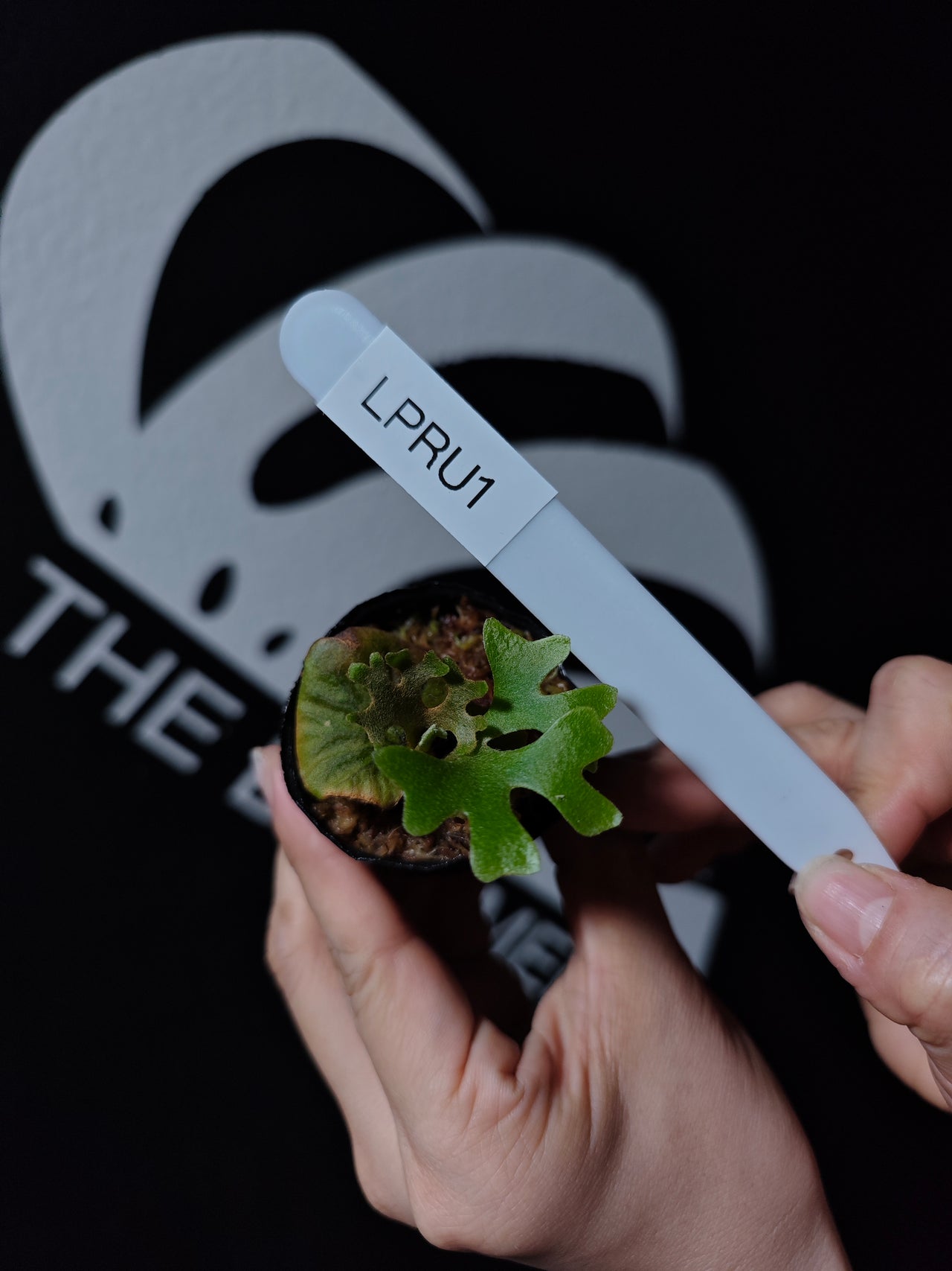 Platycerium Ridleyi Dwarf