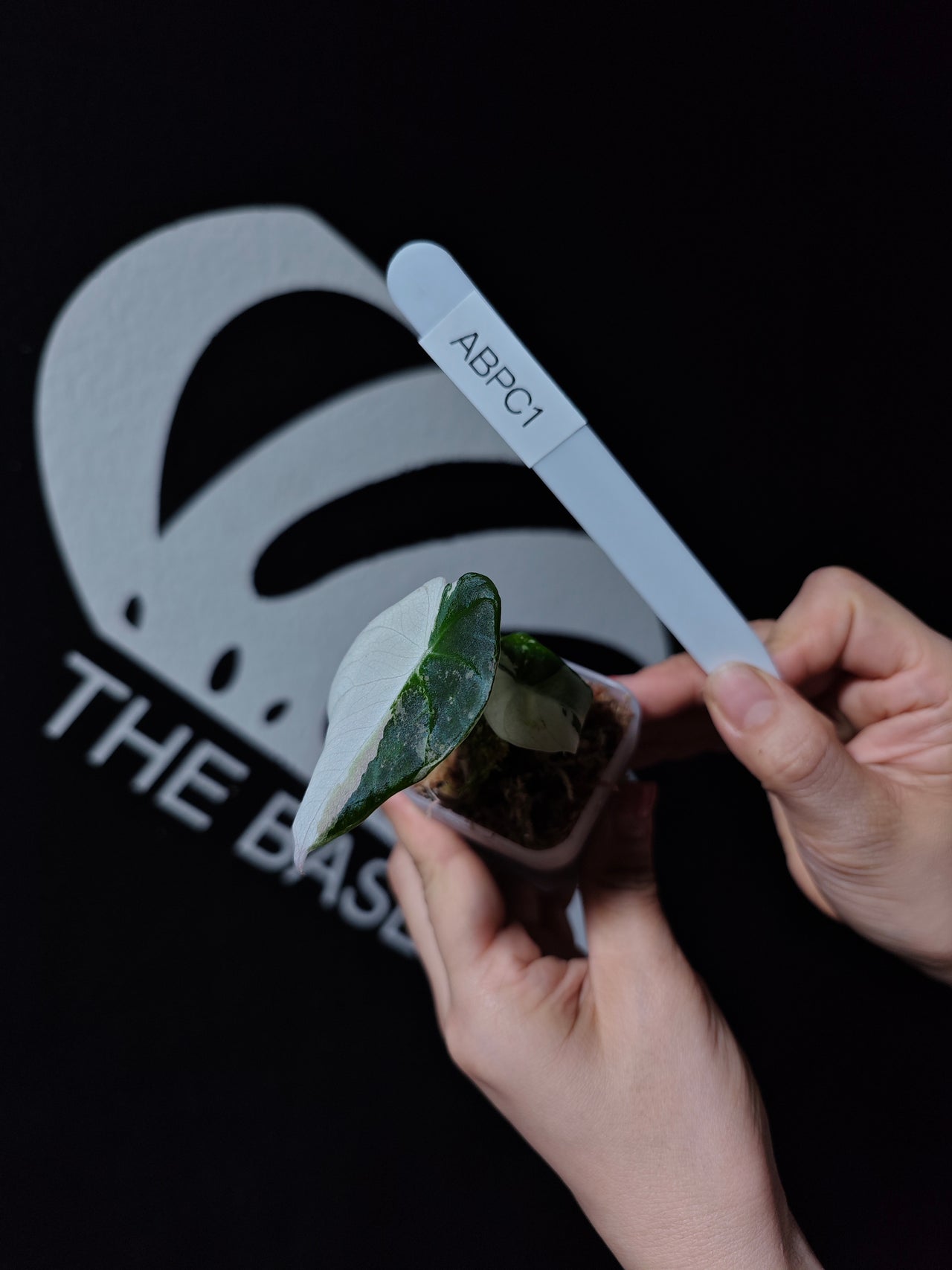 Alocasia Black Velvet Ablo Pink Variegation - thebasements.us