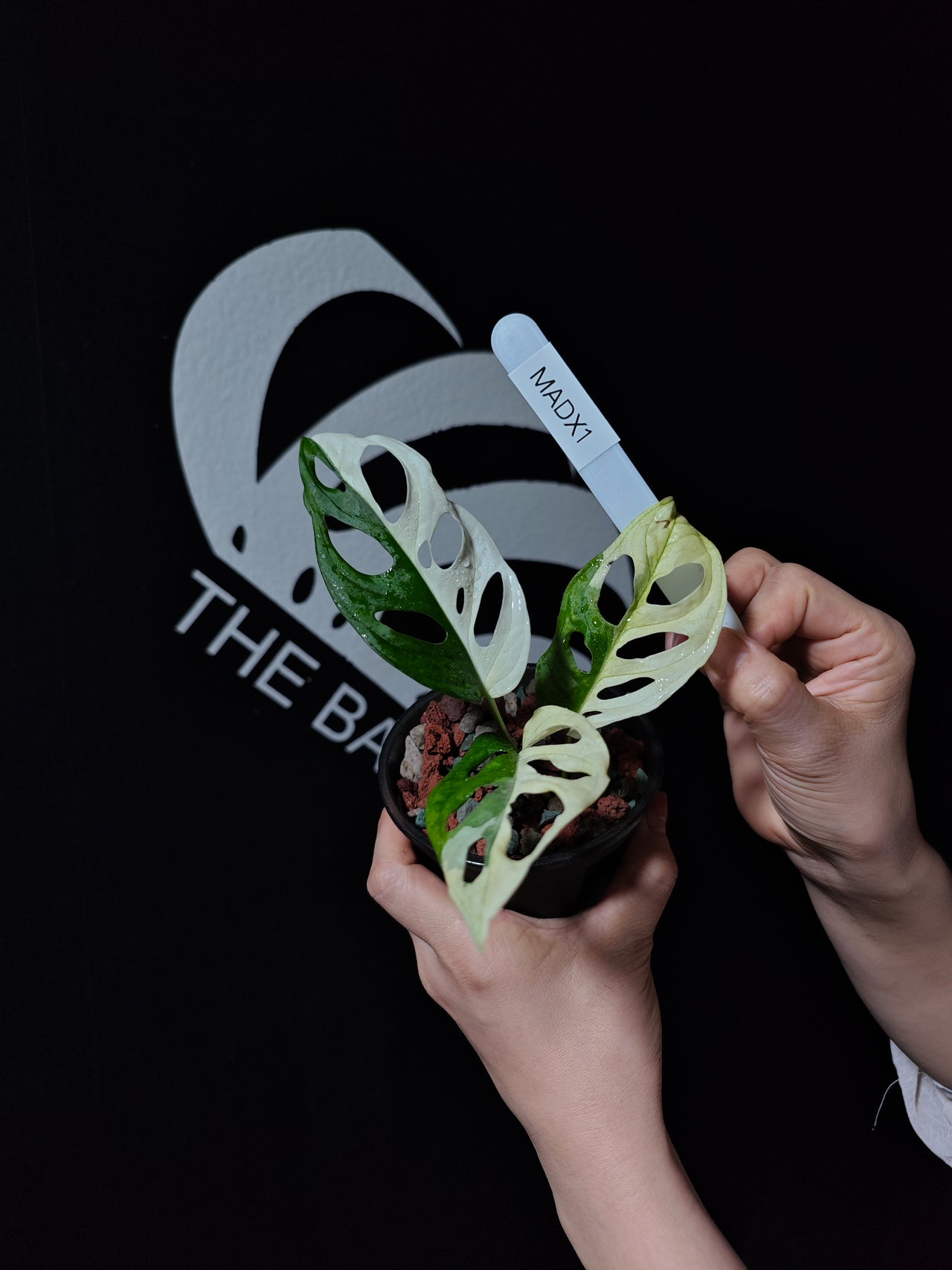 Monstera Adansonii Albo - thebasements.us