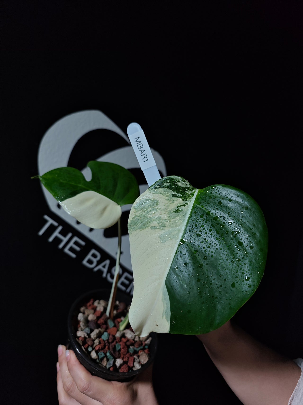 Monstera Borsigiana Albo - thebasements.us