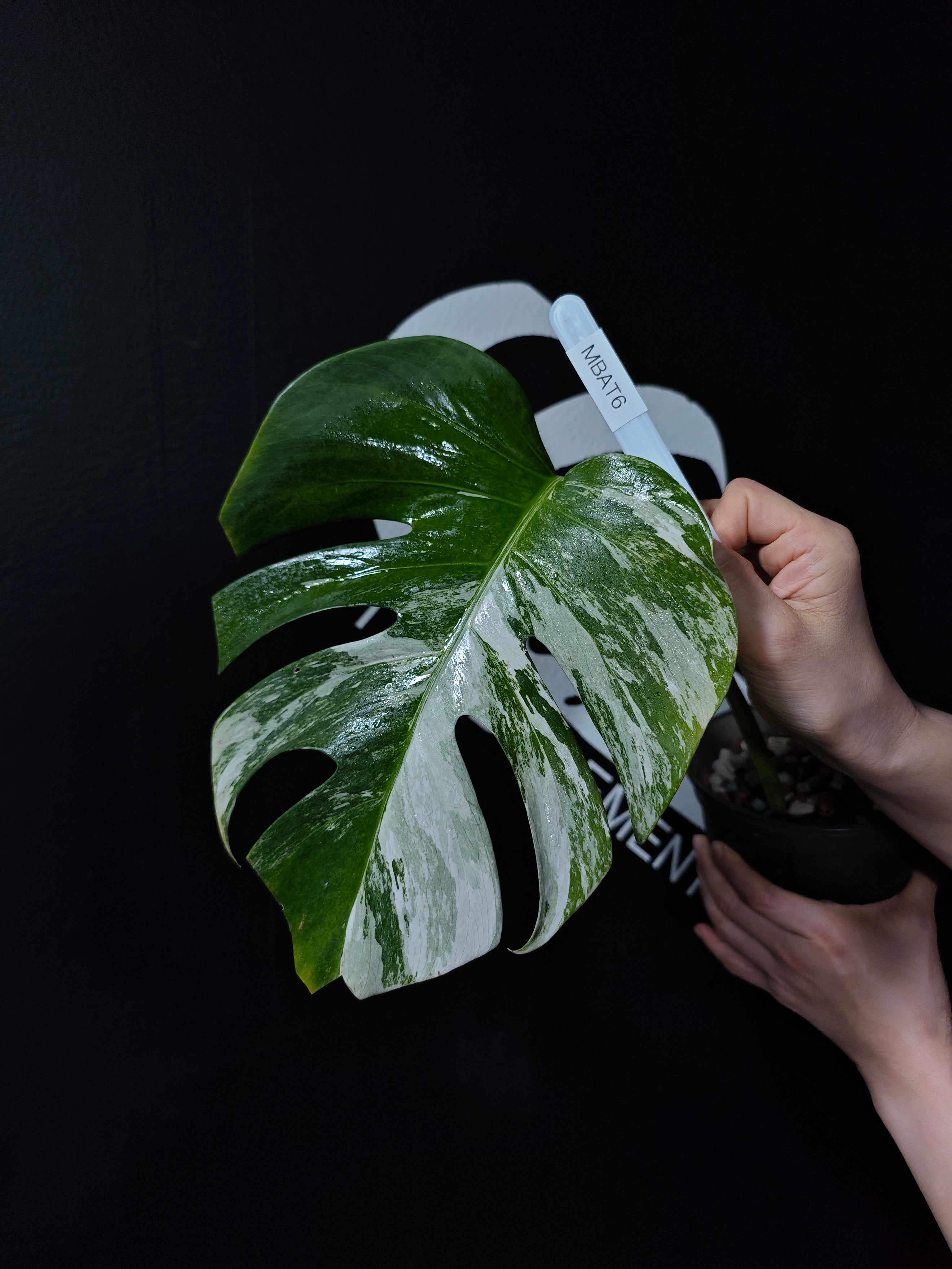 Monstera Borsigiana Albo - thebasements.com