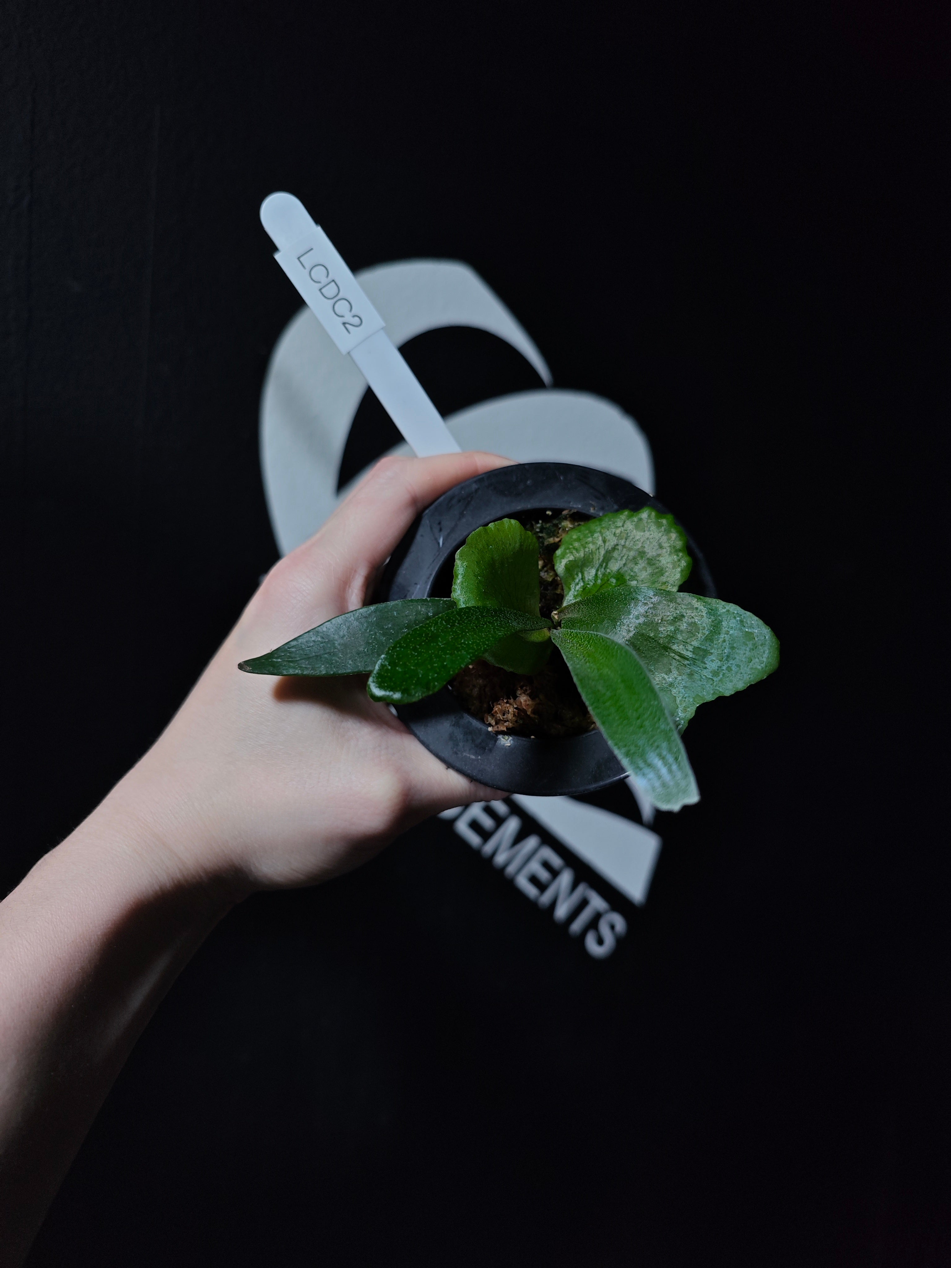 Platycerium Alcicorne Dwarf Sporeling - thebasements.com