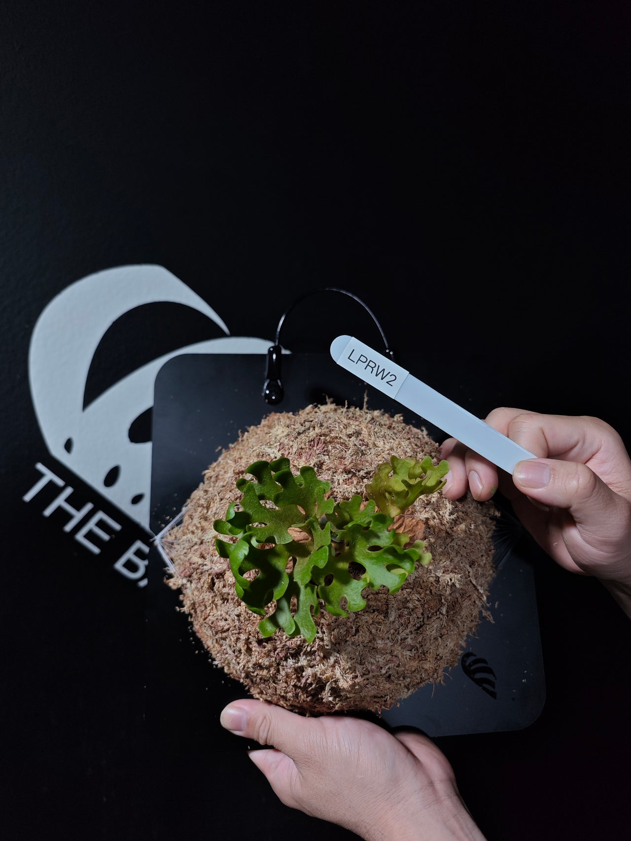 Platycerium Ridleyi Dwarf