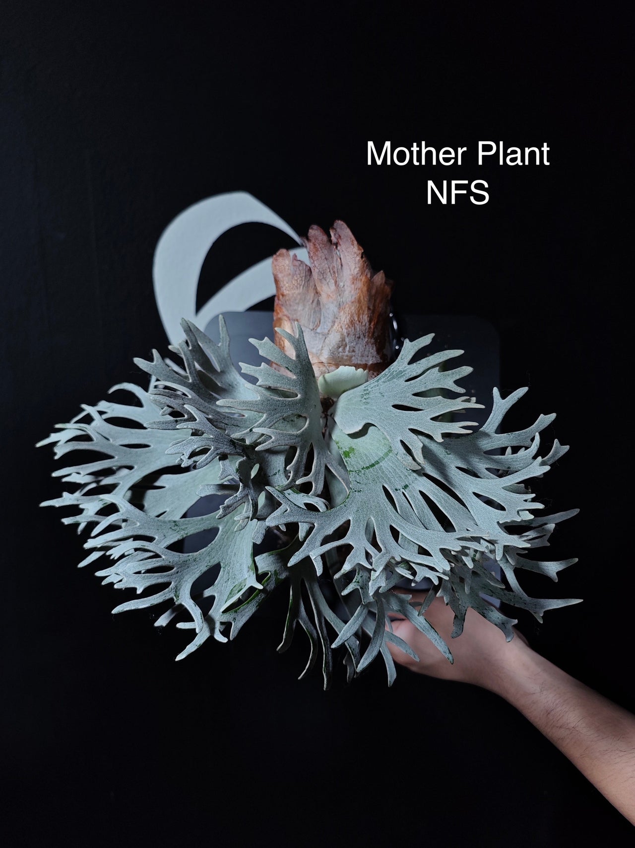 Platycerium Willinckii Dwarf “Bacteria” Sporeling - thebasements.com