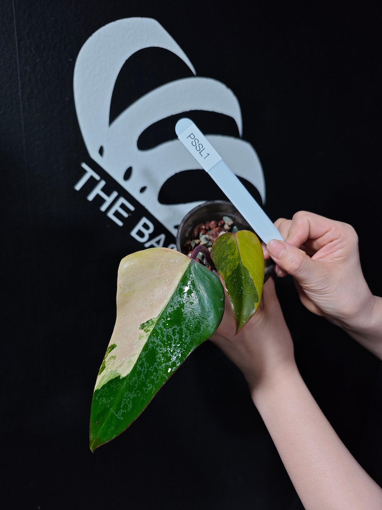 Philodendron Strawberry Shake - thebasements.us