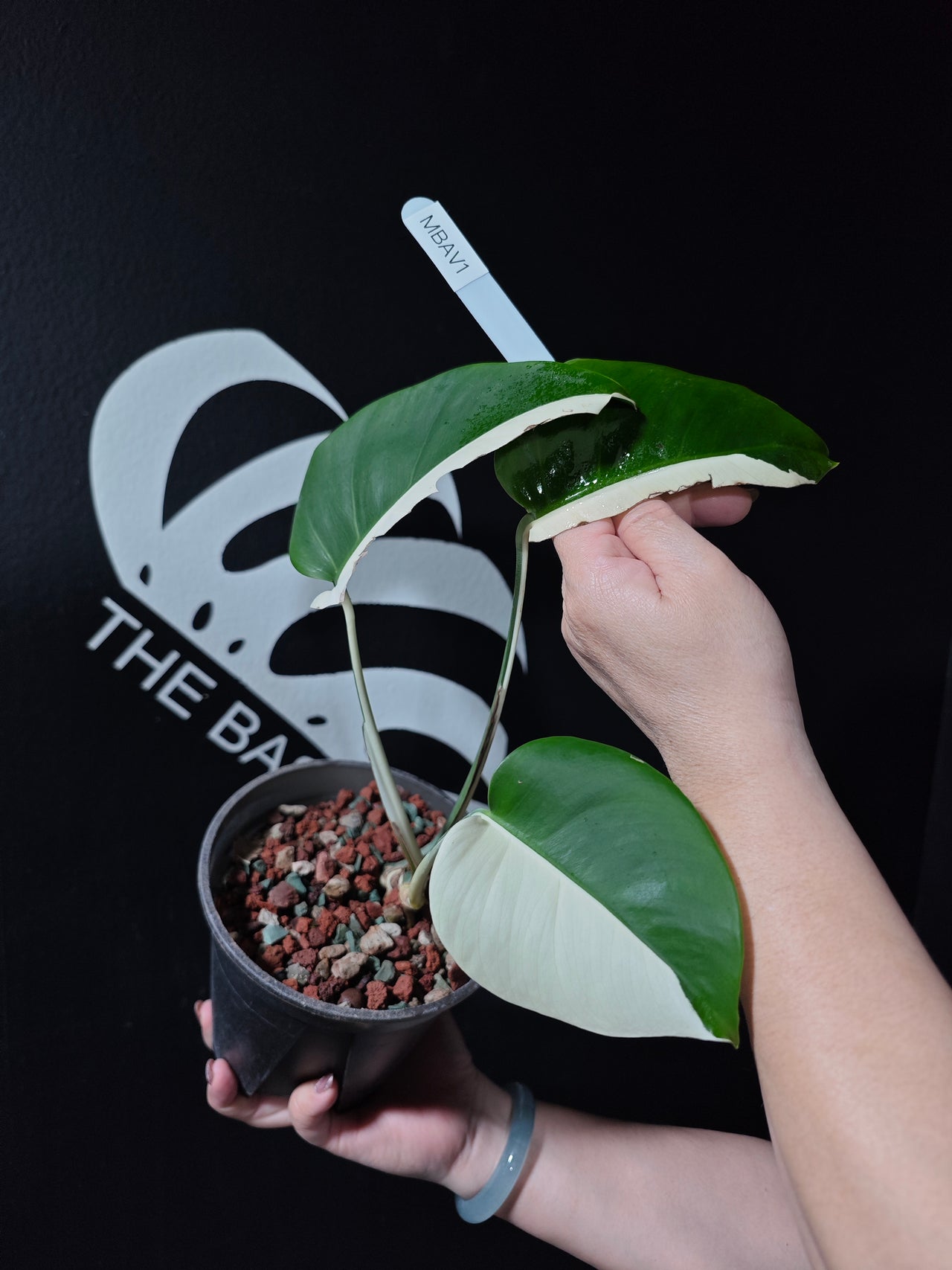 Monstera Borsigiana Albo