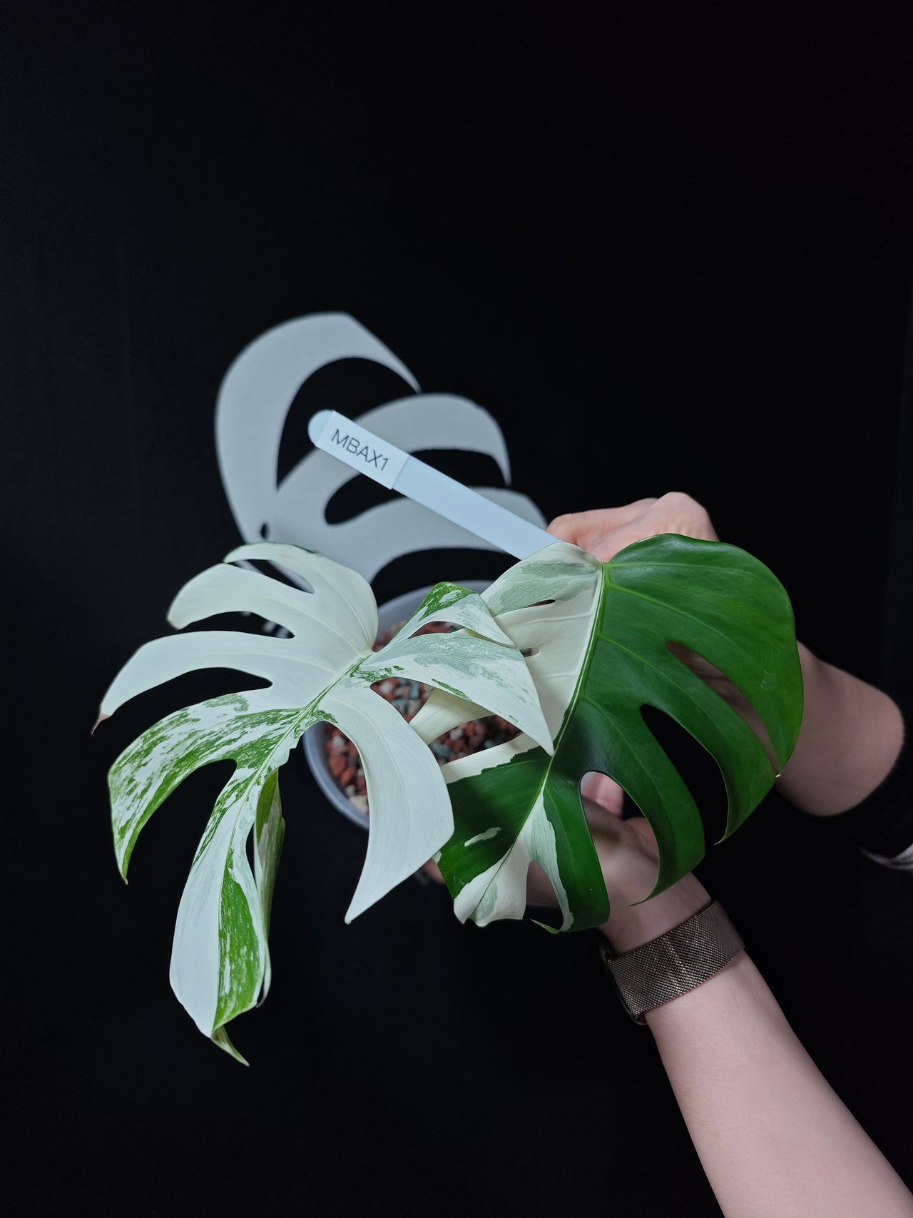 Monstera Borsigiana Albo - thebasements.us