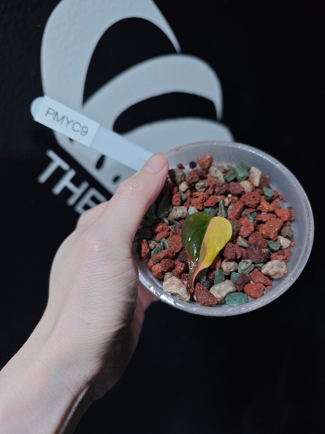 Philodendron Mican Aurea Variegated