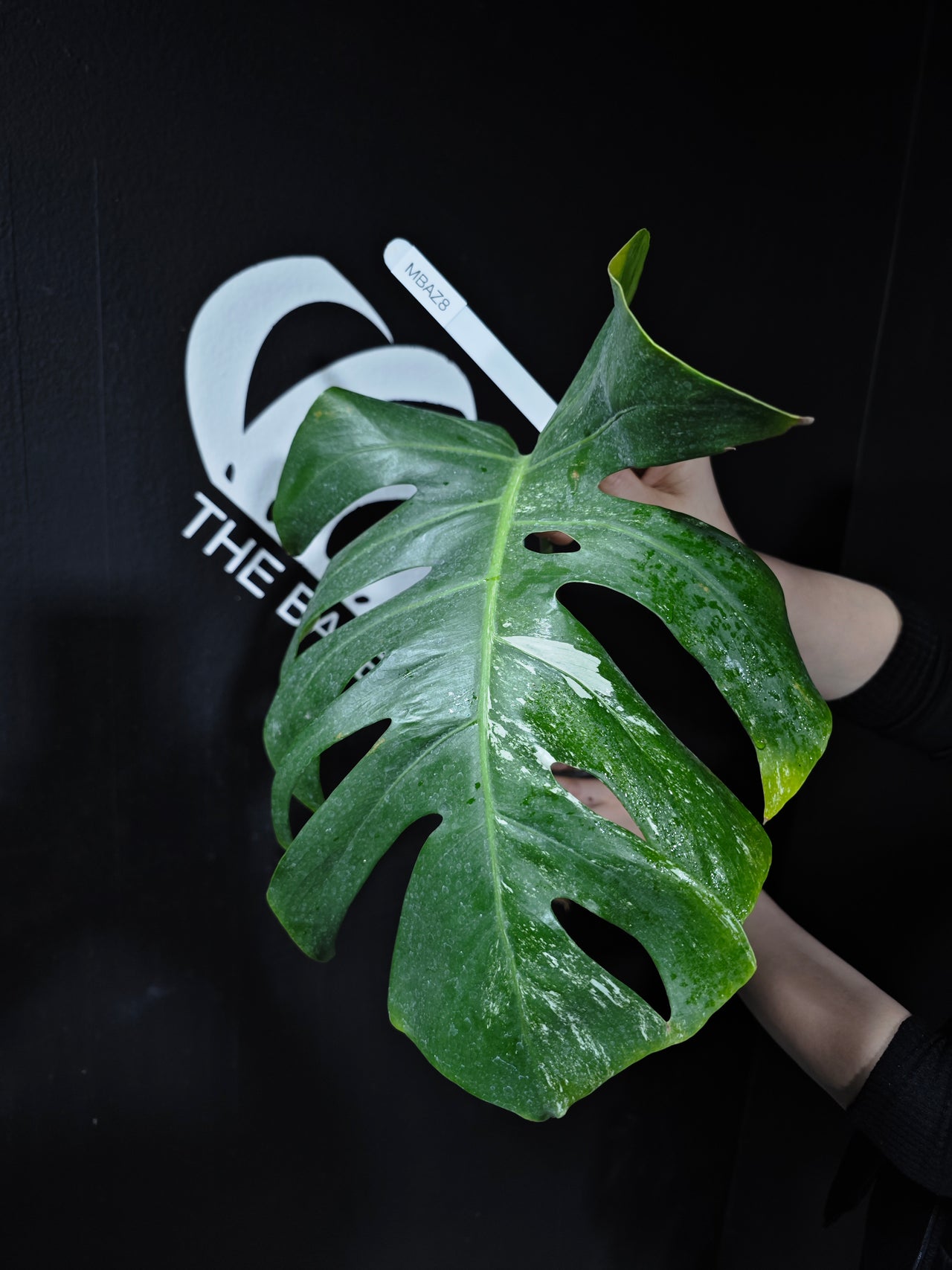 Monstera Borsigiana Albo - thebasements.com