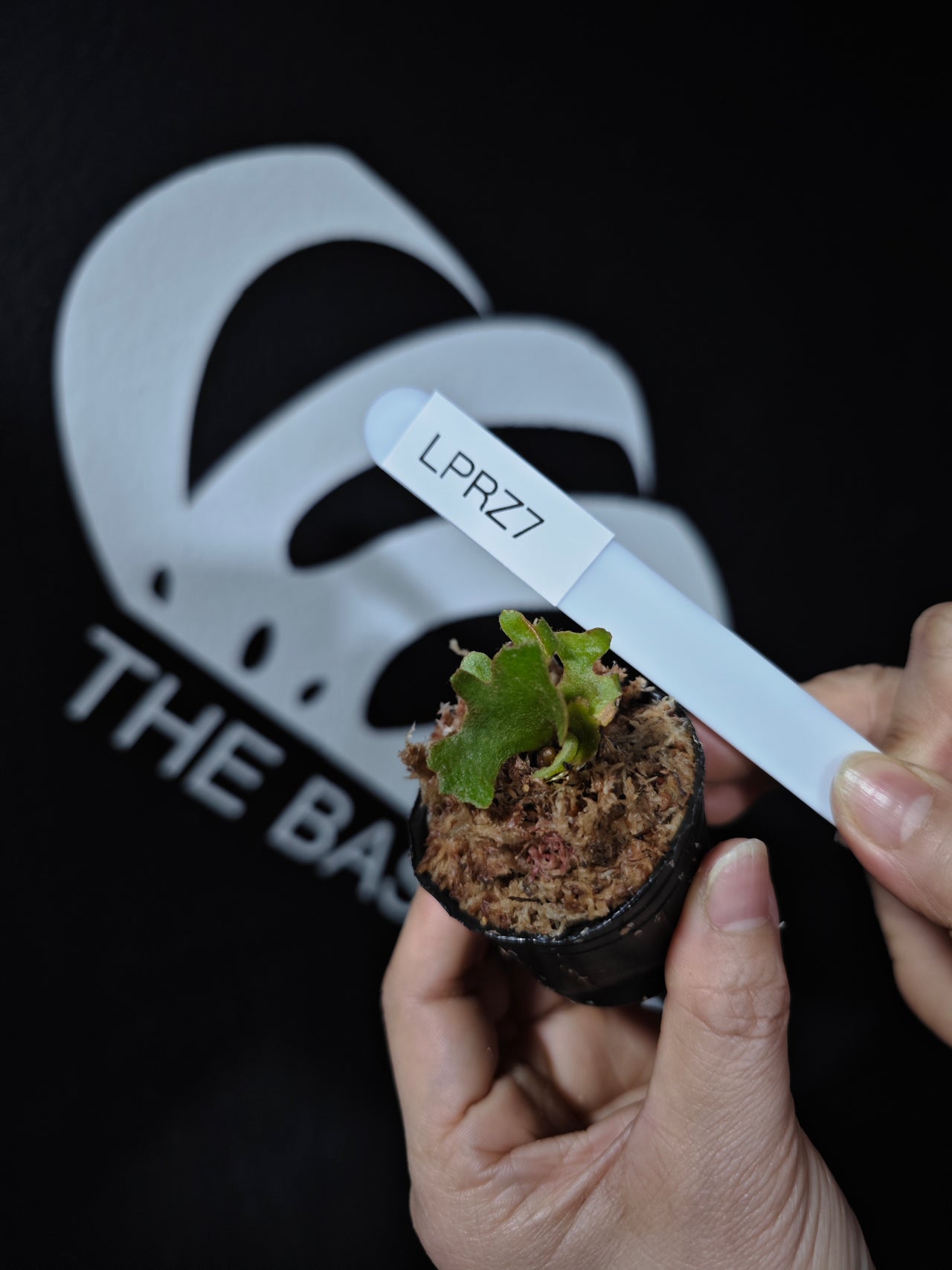 Platycerium Ridleyi Dwarf - thebasements.com