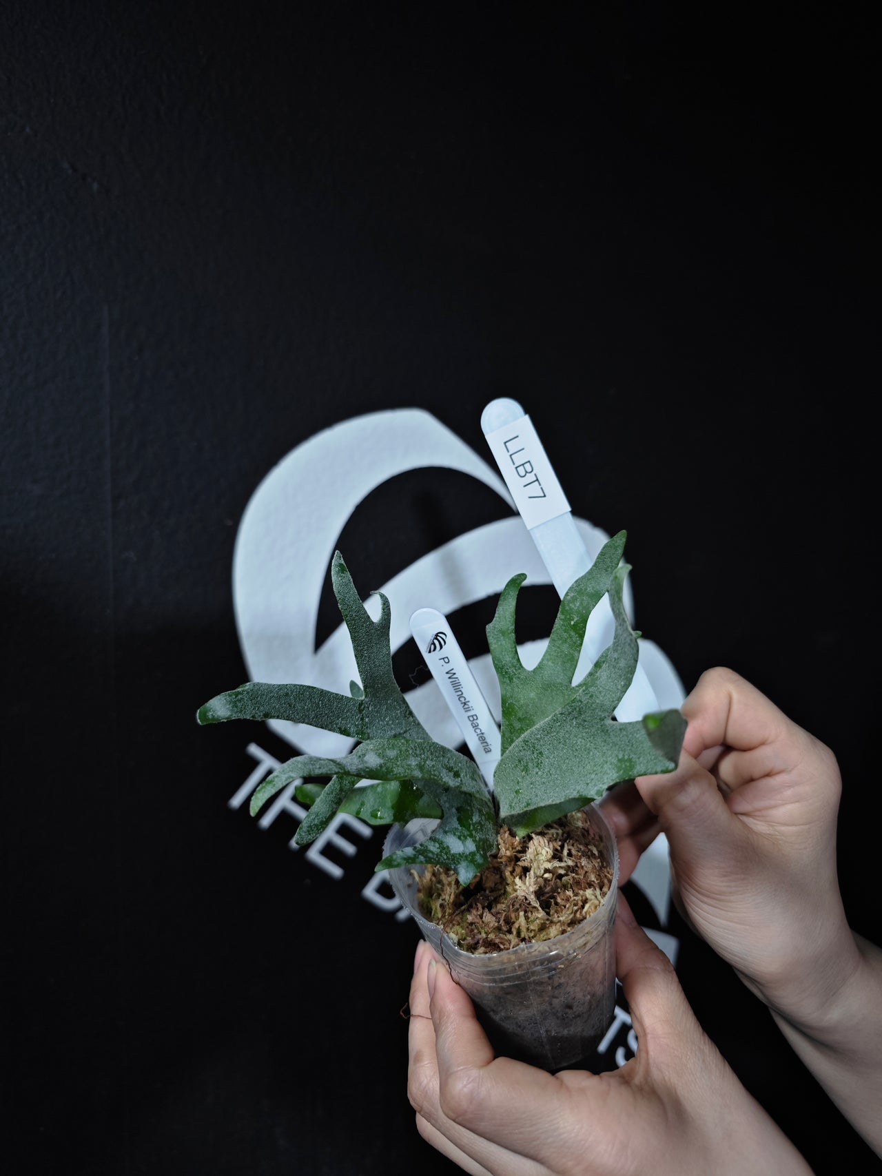 Platycerium Willinckii Dwarf “Bacteria” Sporeling - thebasements.com