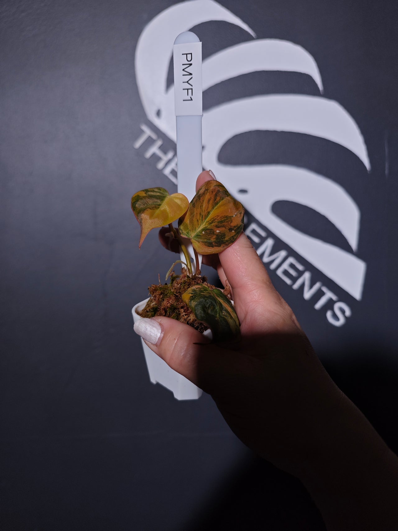 Philodendron Mican Aurea Variegated - thebasements.com