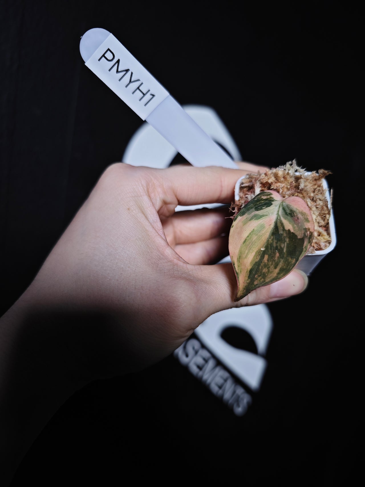 Philodendron Mican Aurea Variegated - thebasements.com