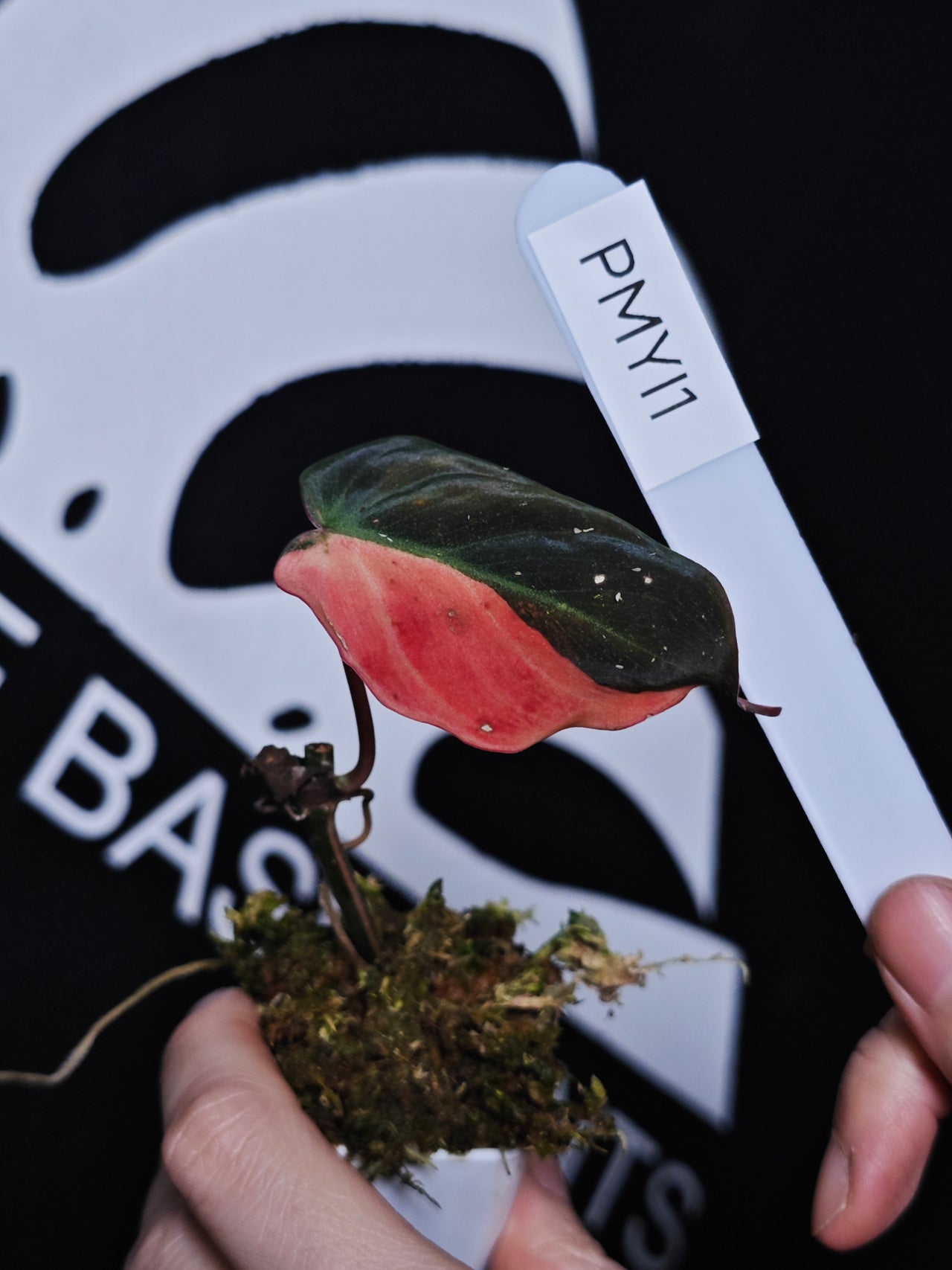 Philodendron Mican Aurea Variegated - thebasements.com