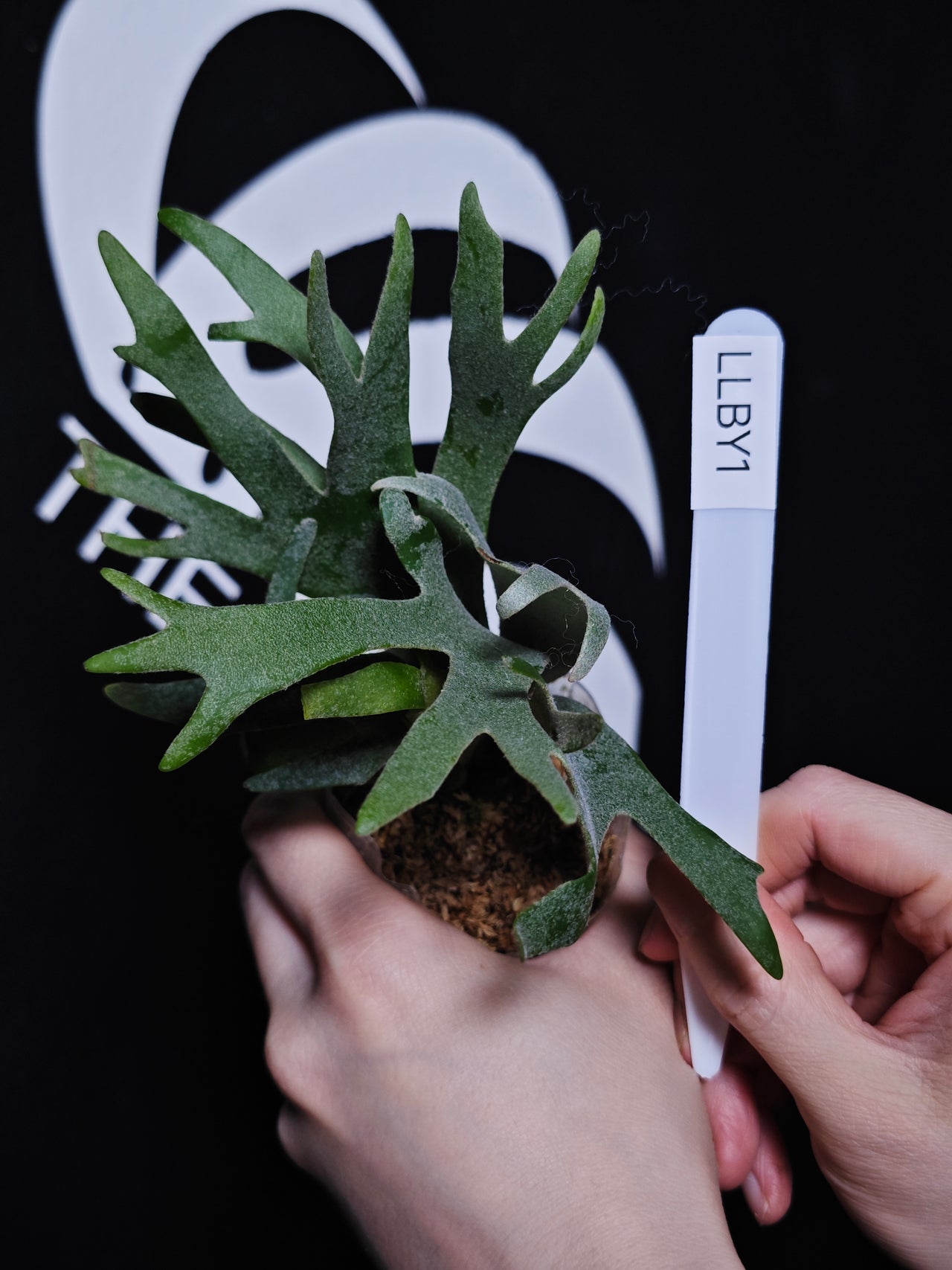 Platycerium Willinckii Dwarf “Bacteria” Sporeling - thebasements.com