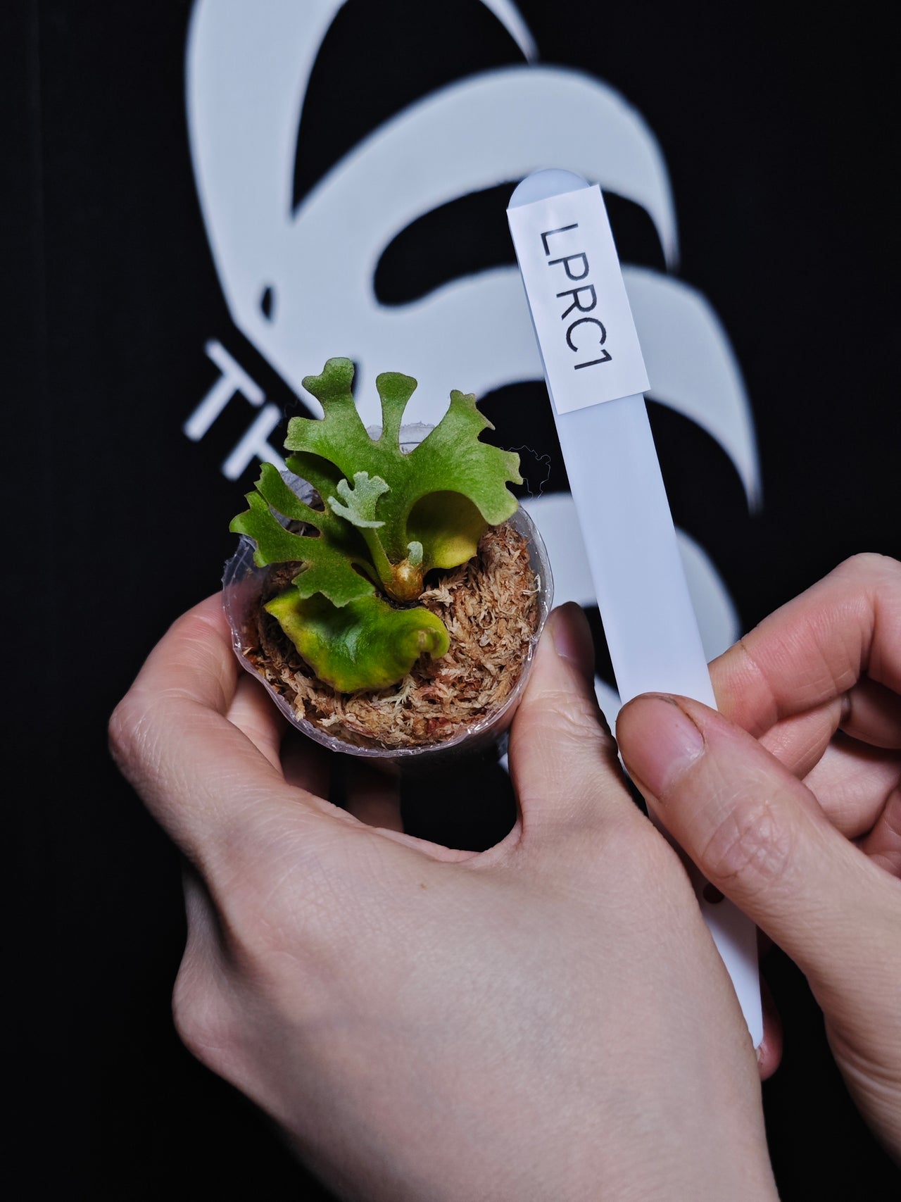 Platycerium Ridleyi Dwarf - thebasements.com