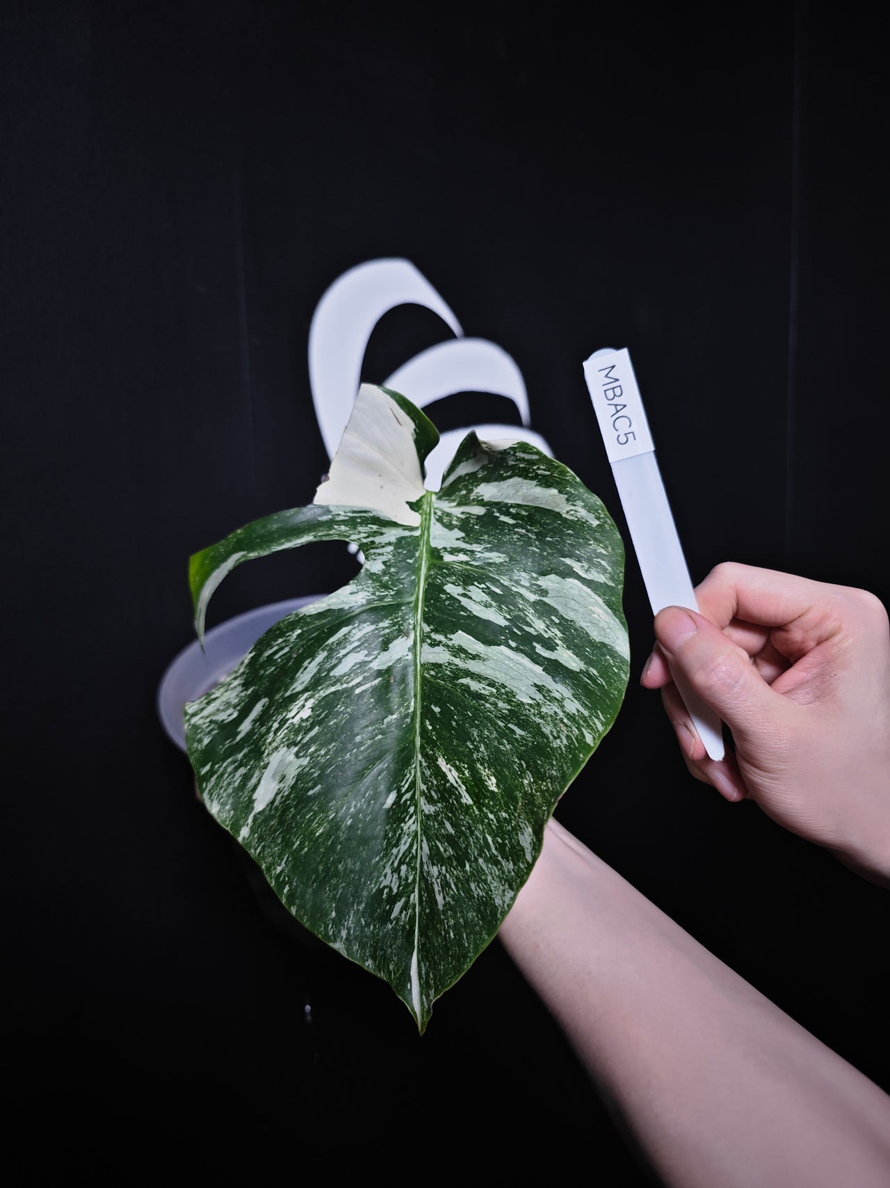 Monstera Borsigiana Albo - thebasements.com